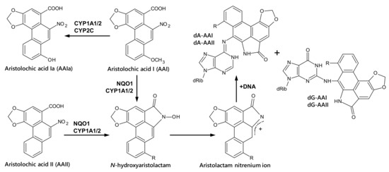 IJMS | Free Full-Text | Co-Exposure to Aristolochic Acids I and II  Increases DNA Adduct Formation Responsible for Aristolochic Acid I-Mediated  Carcinogenicity in Rats