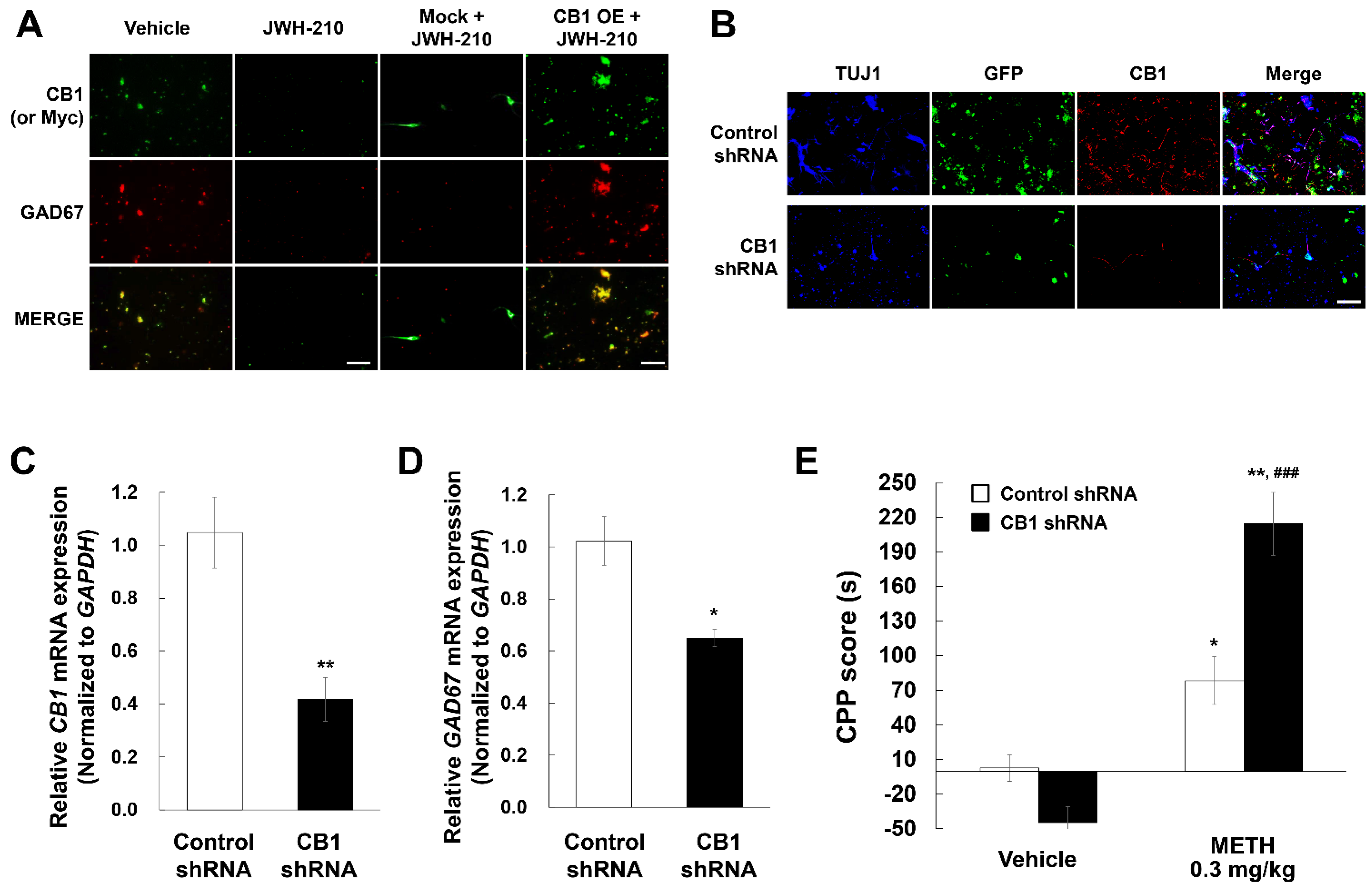 Ijms 22 10486 g004 Ijms 22 10486 g004
