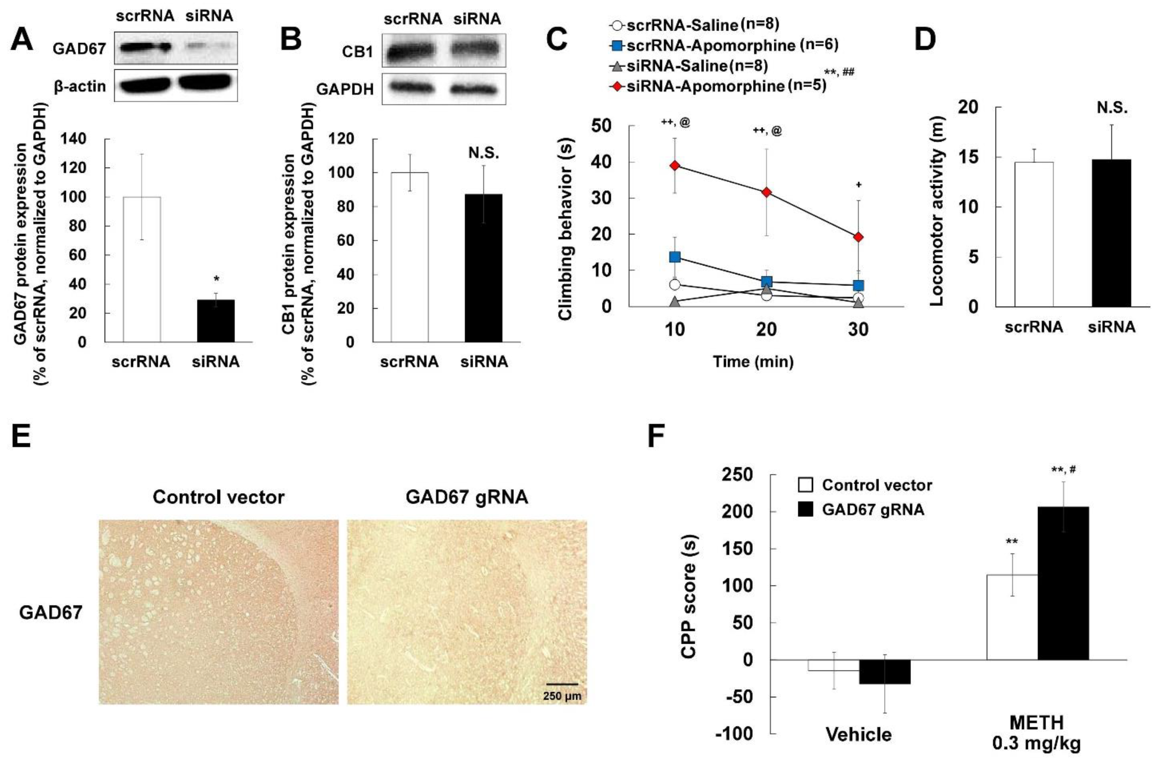 Ijms 22 10486 g005 Ijms 22 10486 g005
