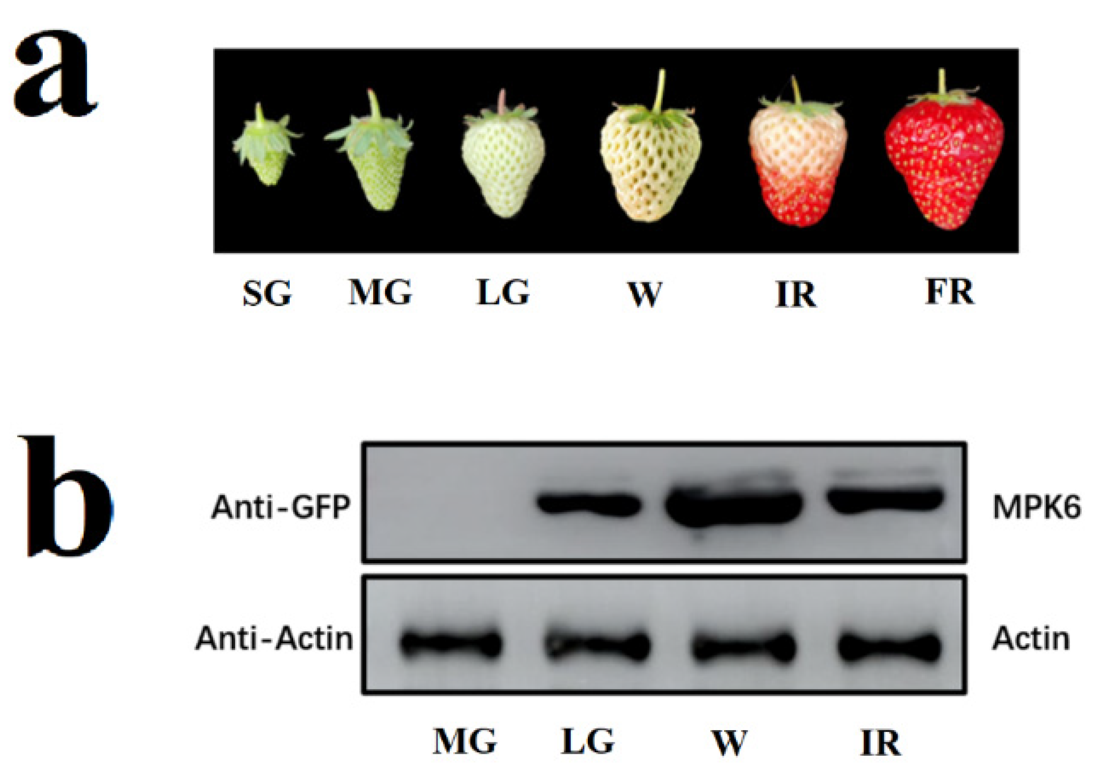 Exploring the Spectrum of Fruits Vocabulary