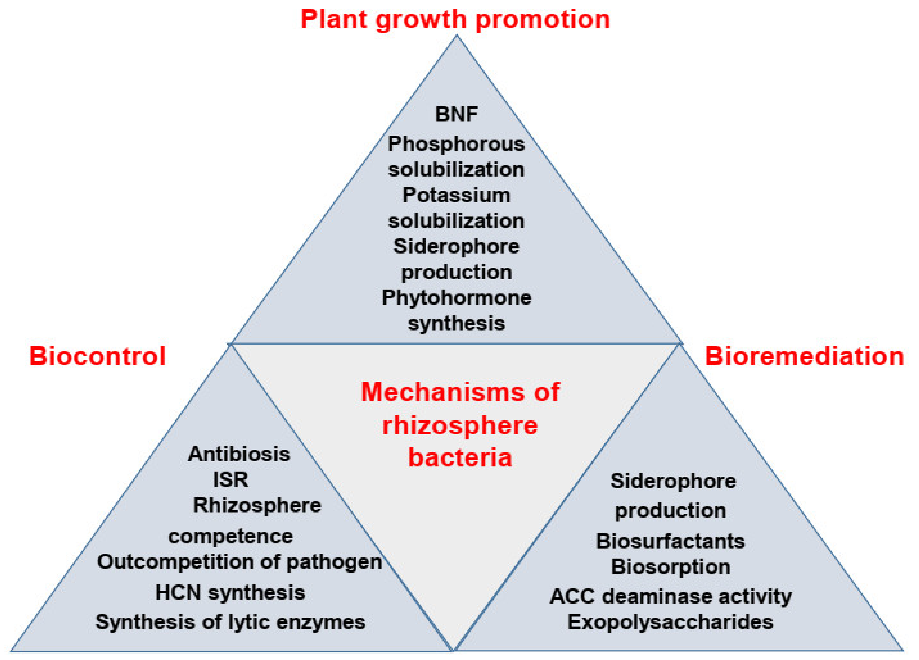 IJMS | Free Full-Text | Rhizosphere Bacteria in Plant Growth Promotion,  Biocontrol, and Bioremediation of Contaminated Sites: A Comprehensive  Review of Effects and Mechanisms | HTML