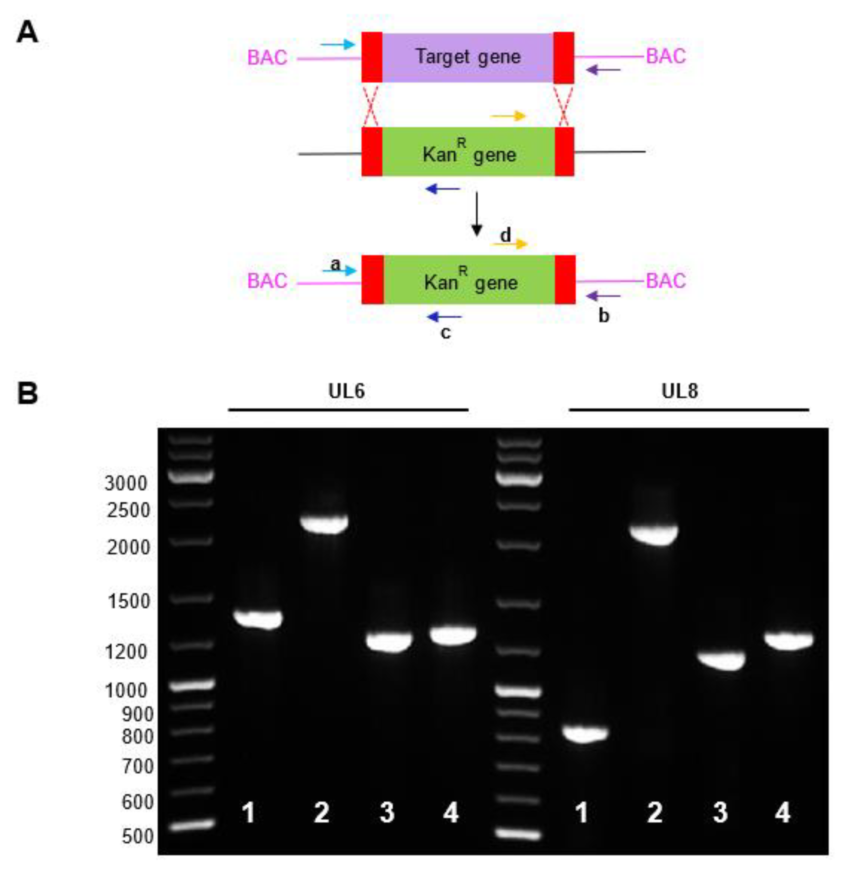 Bugt Demokrati jogger IJMS | Free Full-Text | Optimization of a Lambda-RED Recombination Method  for Rapid Gene Deletion in Human Cytomegalovirus