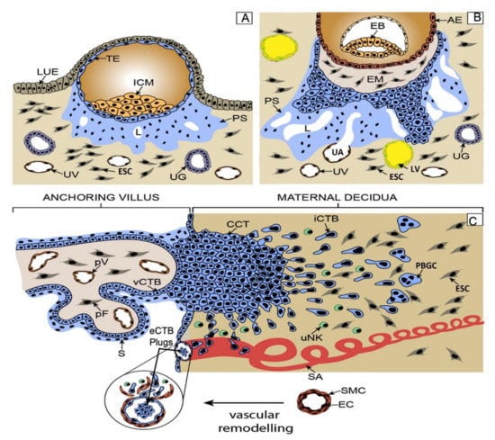 Roles of Two Small Leucine Rich Proteoglycans Decorin and Biglycan  