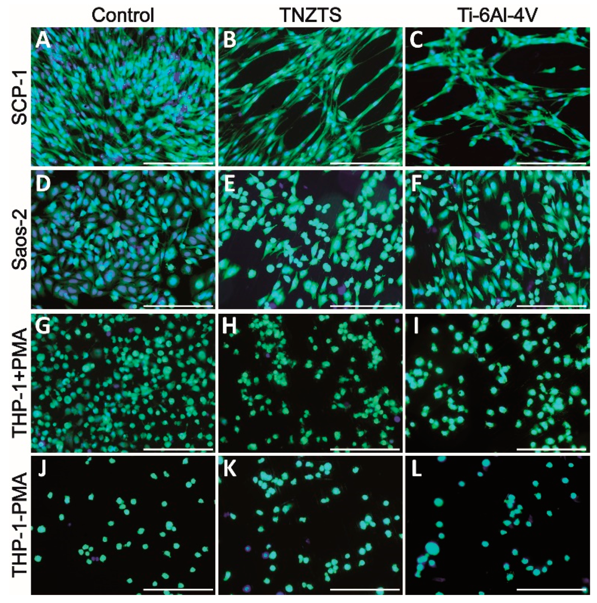 Ijms 22 10611 g007 Ijms 22 10611 g007