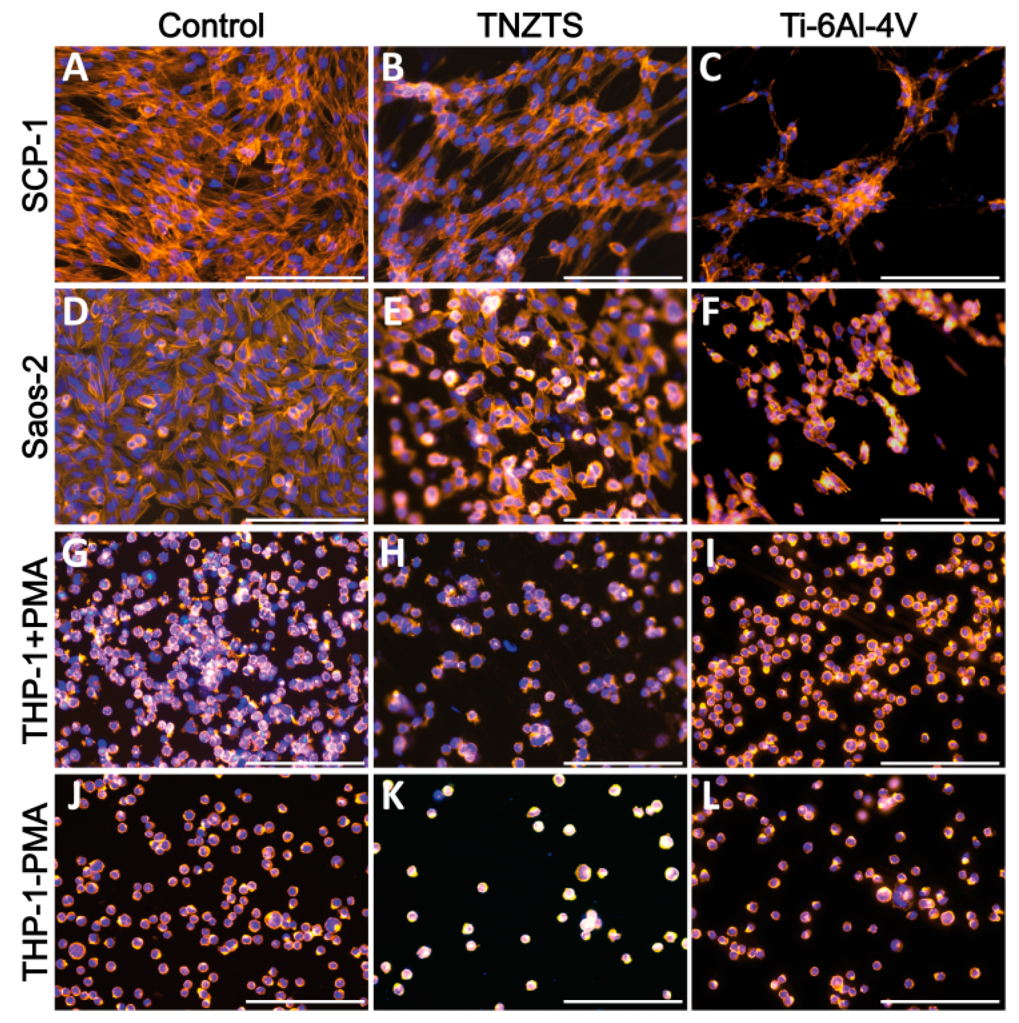 Ijms 22 10611 g008 Ijms 22 10611 g008