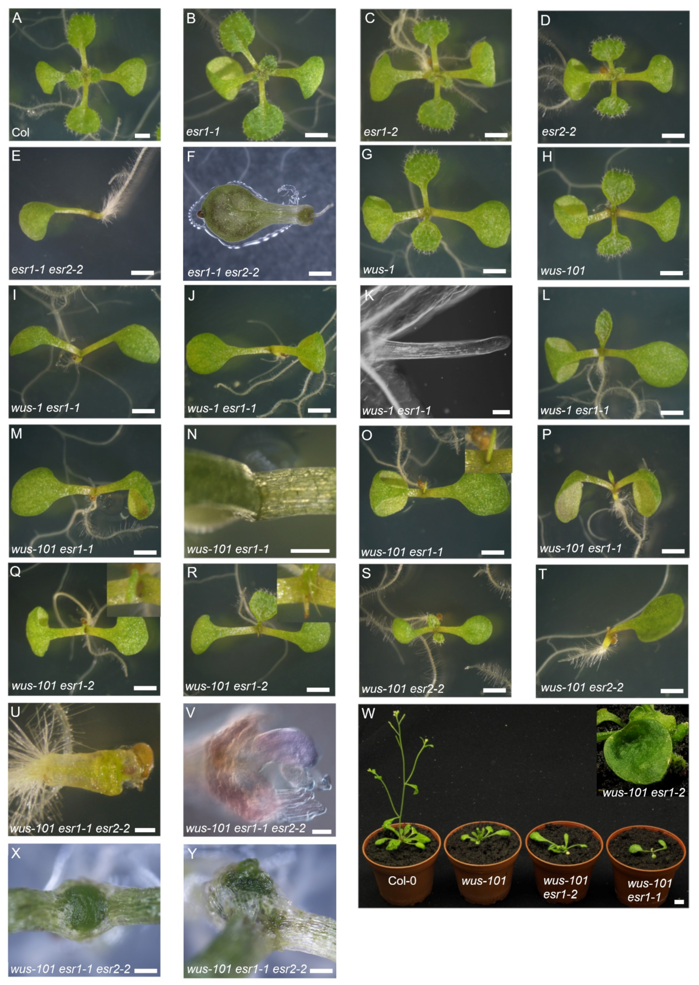 Ijms 22 10621 g001 Ijms 22 10621 g001