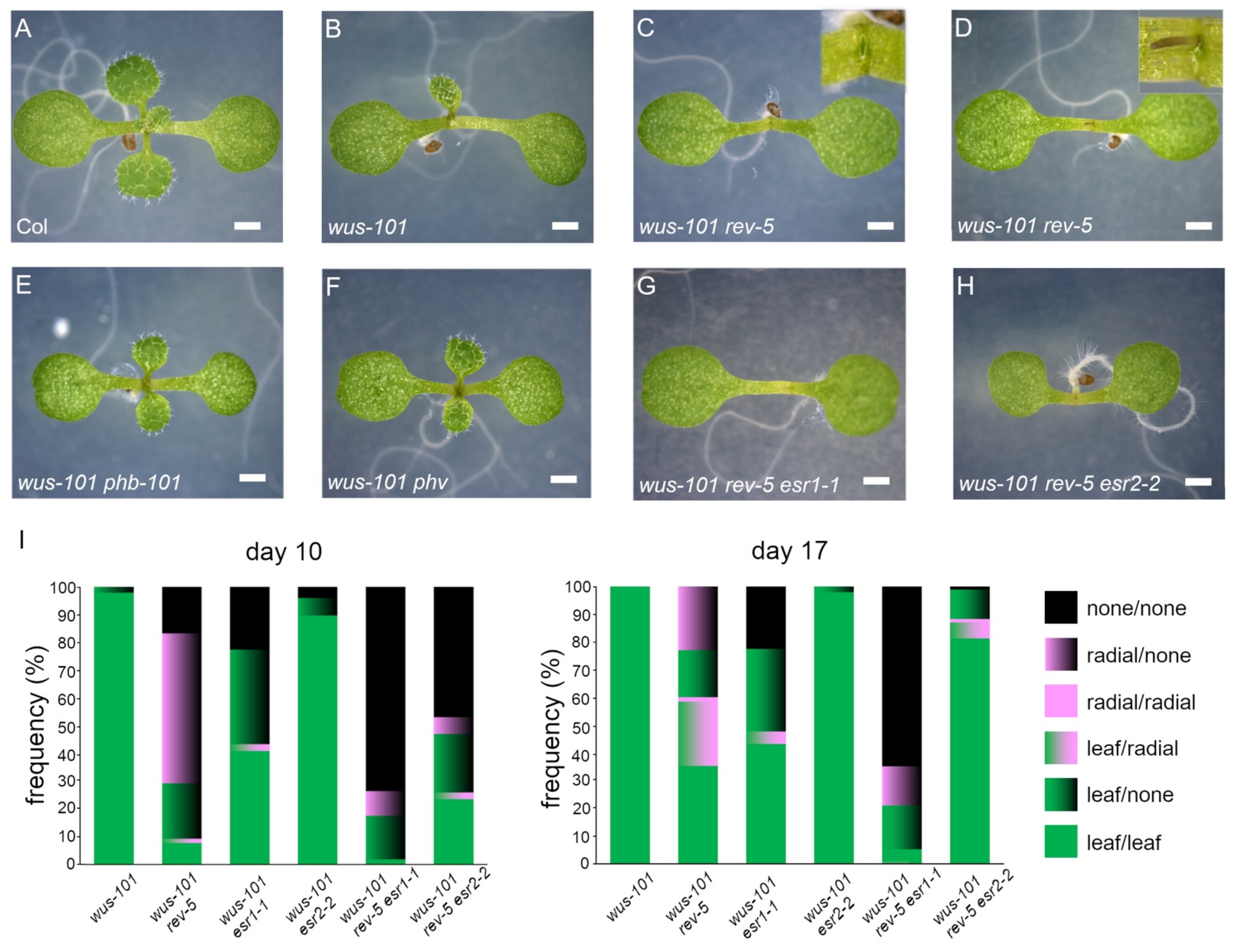 Ijms 22 10621 g002 Ijms 22 10621 g002