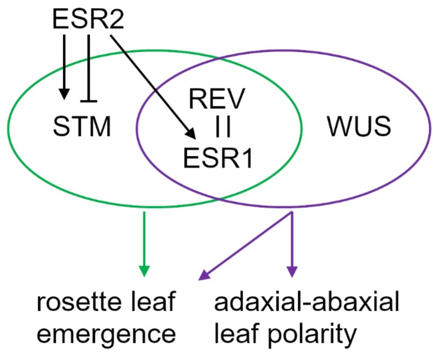 Ijms 22 10621 g005 Ijms 22 10621 g005