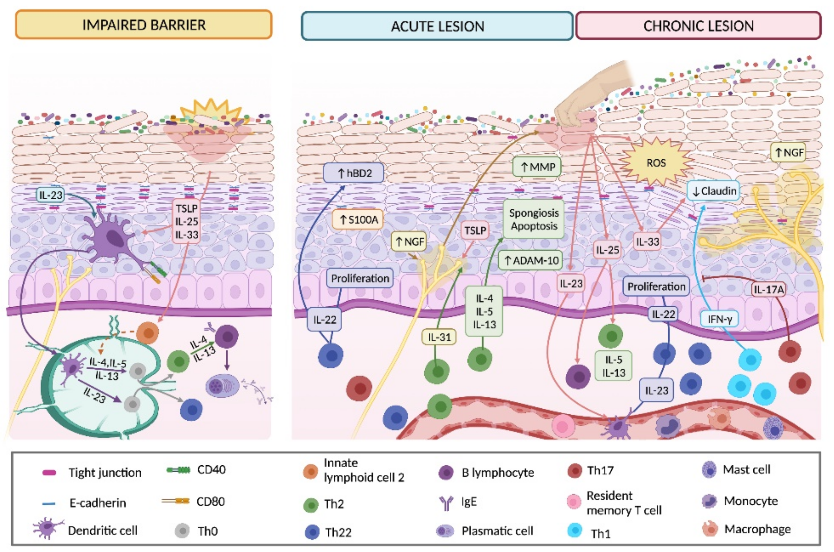 Ijms 22 10661 g004 Ijms 22 10661 g004