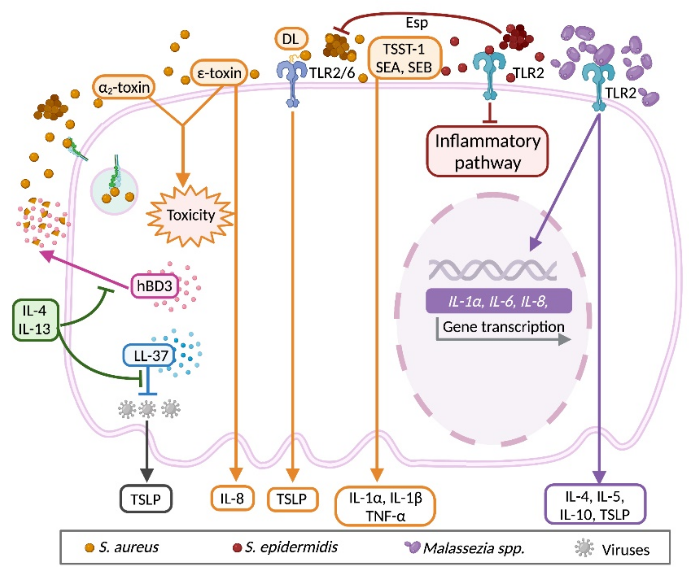 Ijms 22 10661 g005 Ijms 22 10661 g005