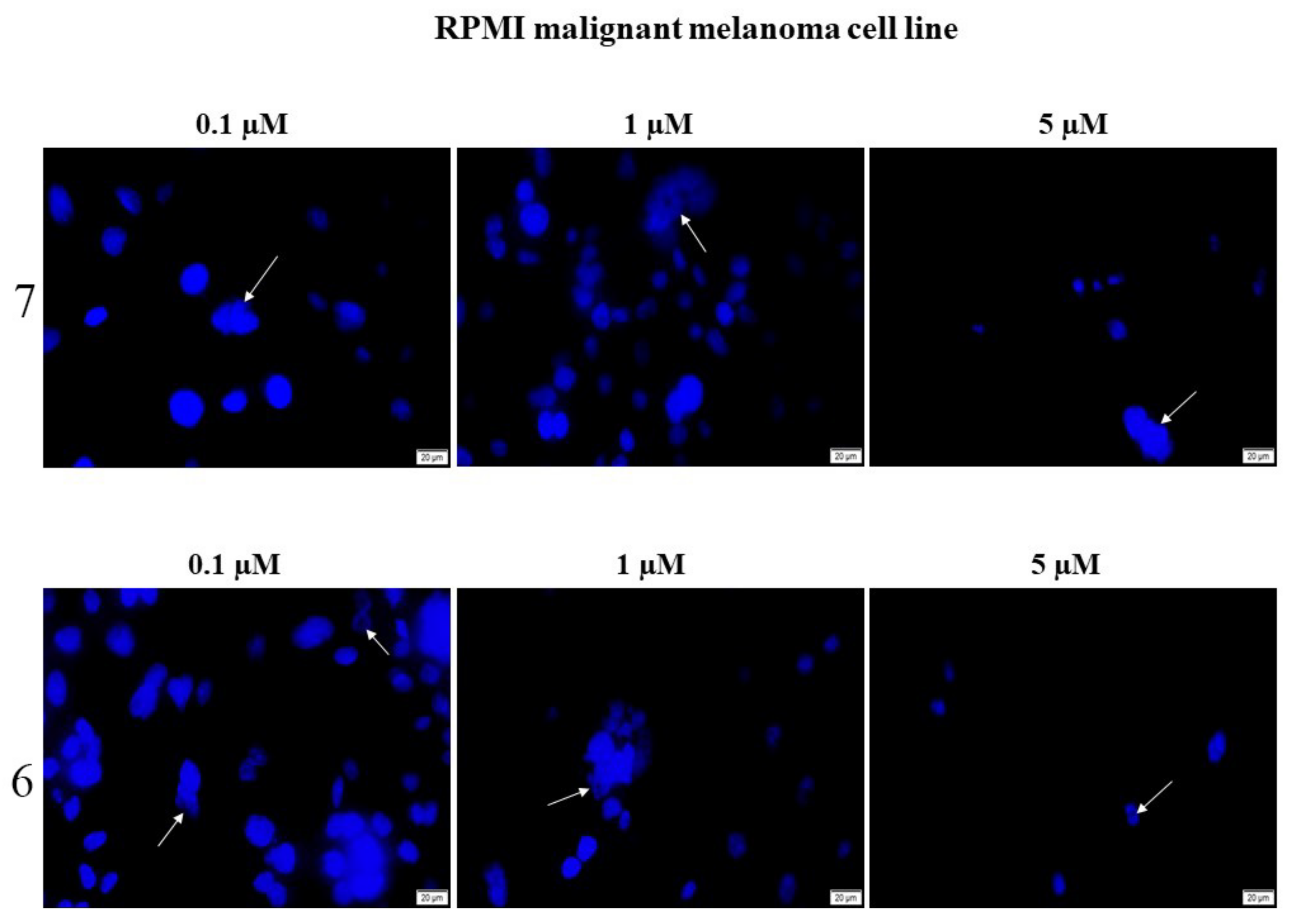 Ijms Free Full Text 3 Pyridinylidene Derivatives Of Chemically Modified Lupane And Ursane Triterpenes As Promising Anticancer Agents By Targeting Apoptosis Html