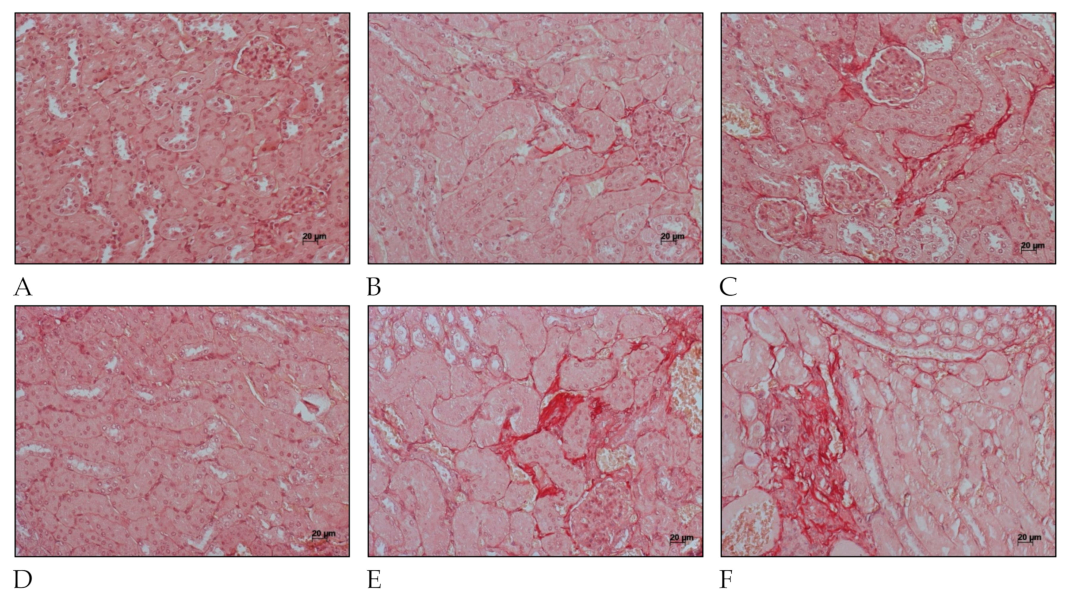 Ijms 22 10779 g004 Ijms 22 10779 g004