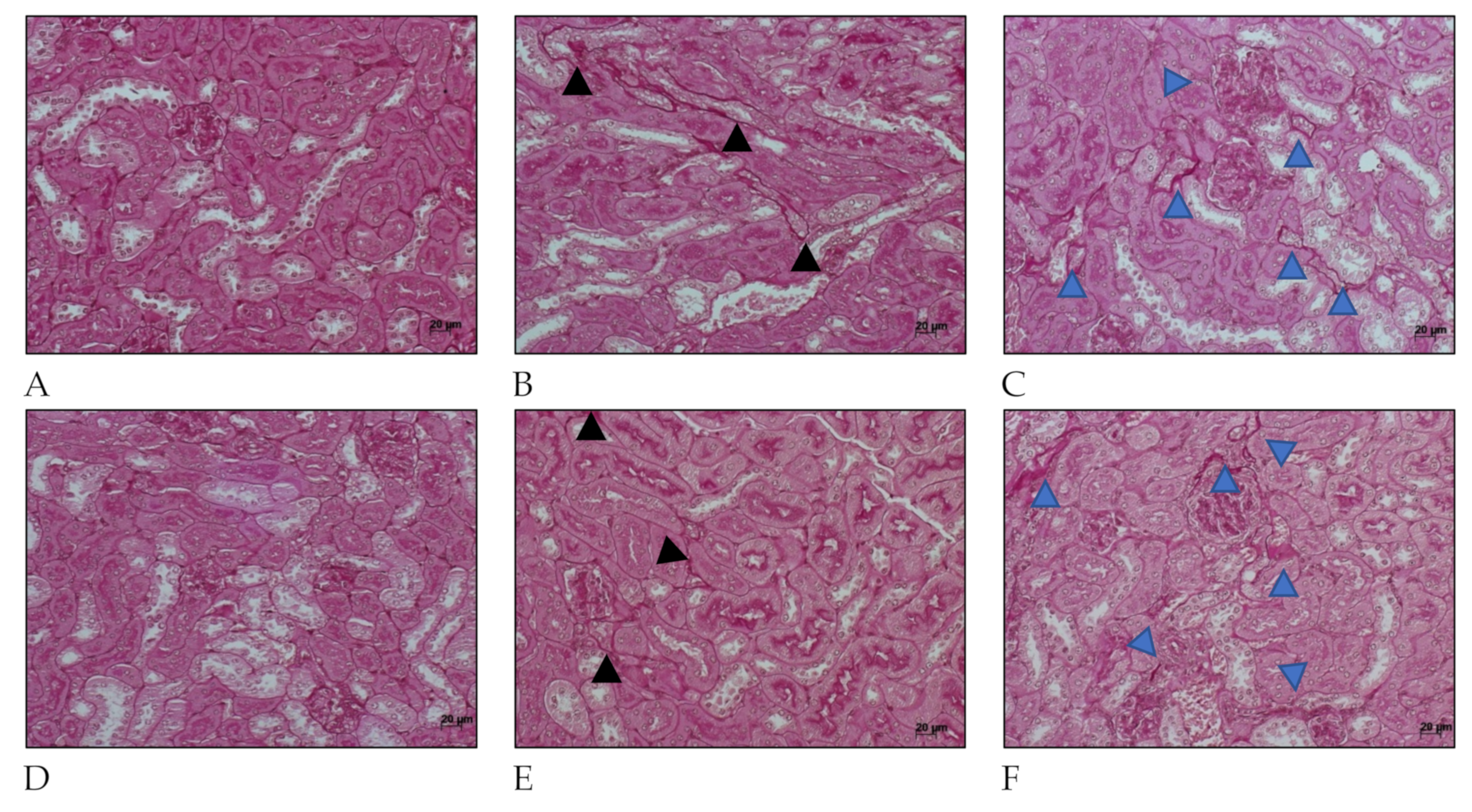 Ijms 22 10779 g005 Ijms 22 10779 g005