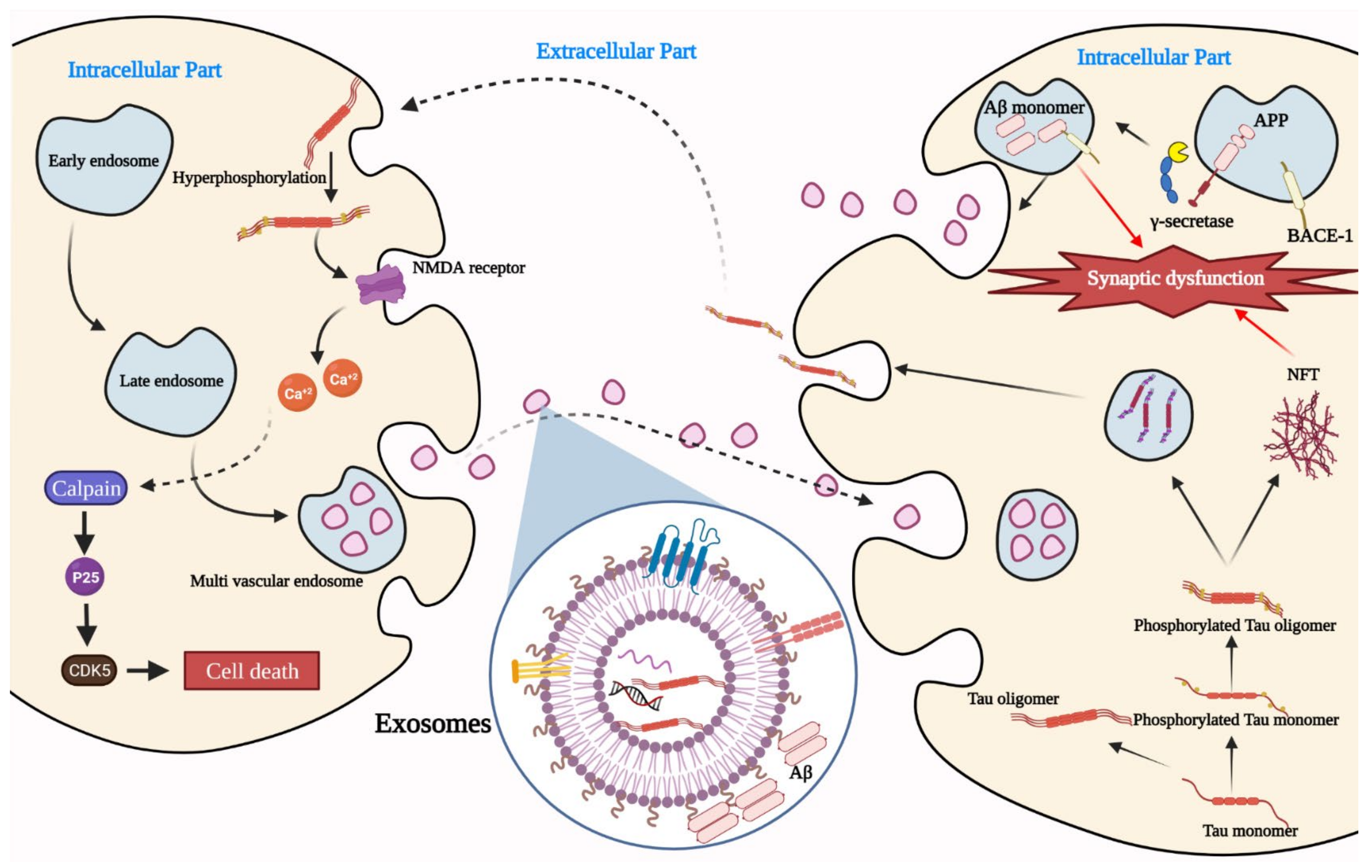 IJMS | Free Full-Text | Exosomes in Alzheimer's Disease: From Being  Pathological Players to Potential Diagnostics and Therapeutics | HTML