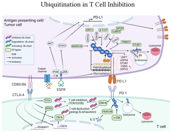 IJMS | Free Full-Text | Ubiquitination in T-Cell Activation and ...