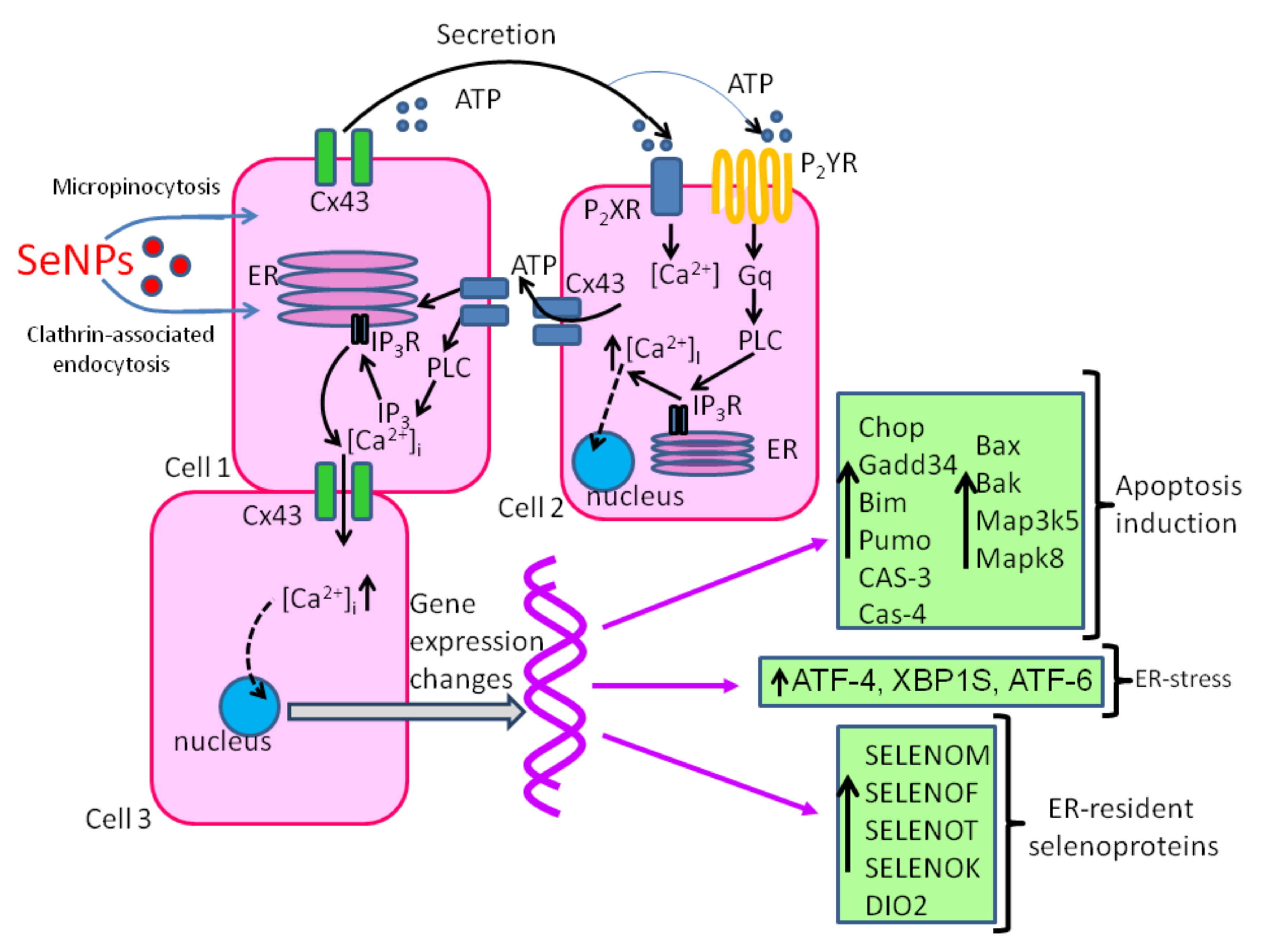 Full article: Biomedical Potential of Plant-Based Selenium Nanoparticles: A  Comprehensive Review on Therapeutic and Mechanistic Aspects