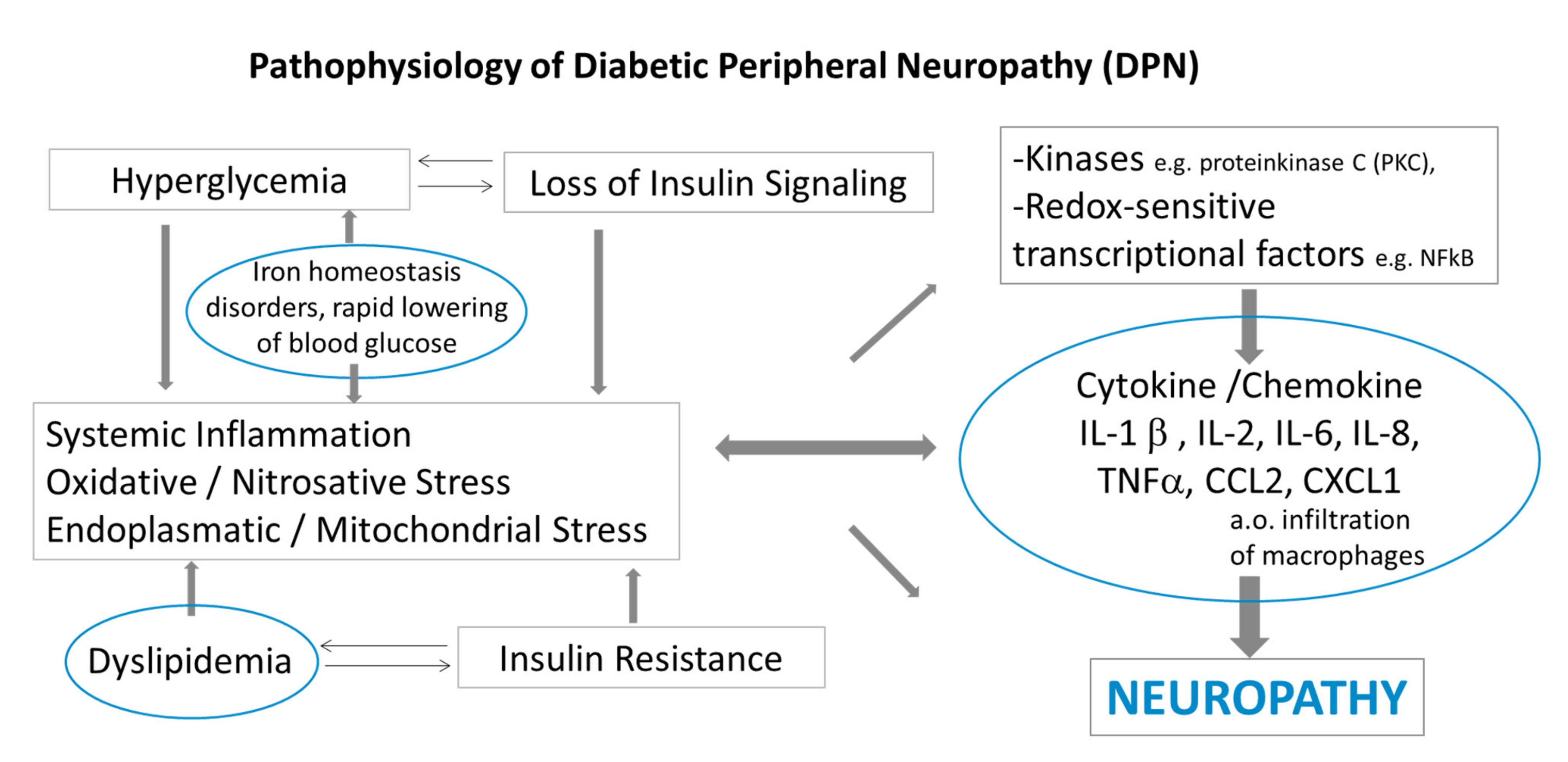 IJMS | Free Full-Text | Inflammatory Mechanisms in the Pathophysiology of Diabetic  Peripheral Neuropathy (DN)—New Aspects