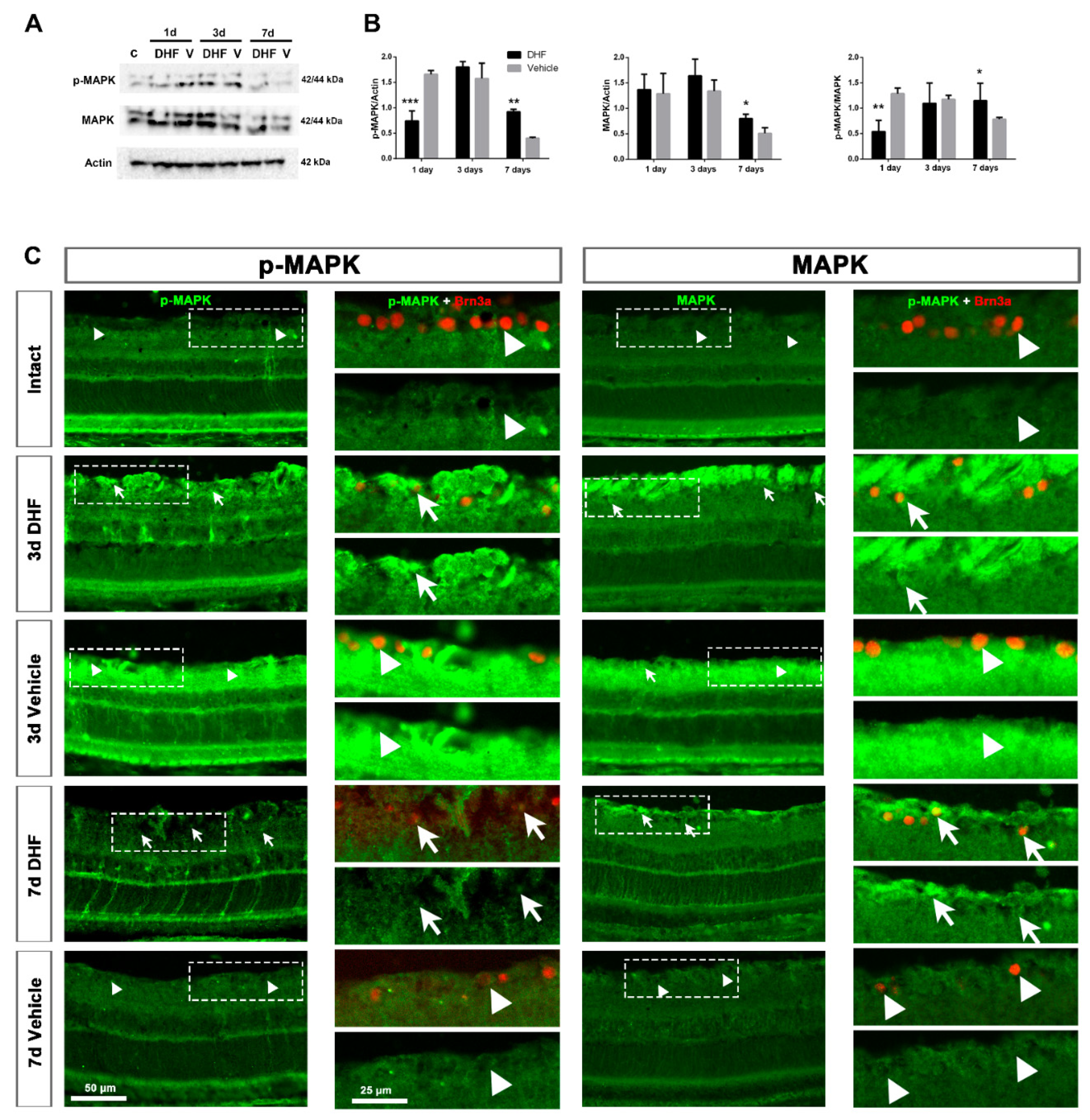 Ijms 22 10896 g001 Ijms 22 10896 g001