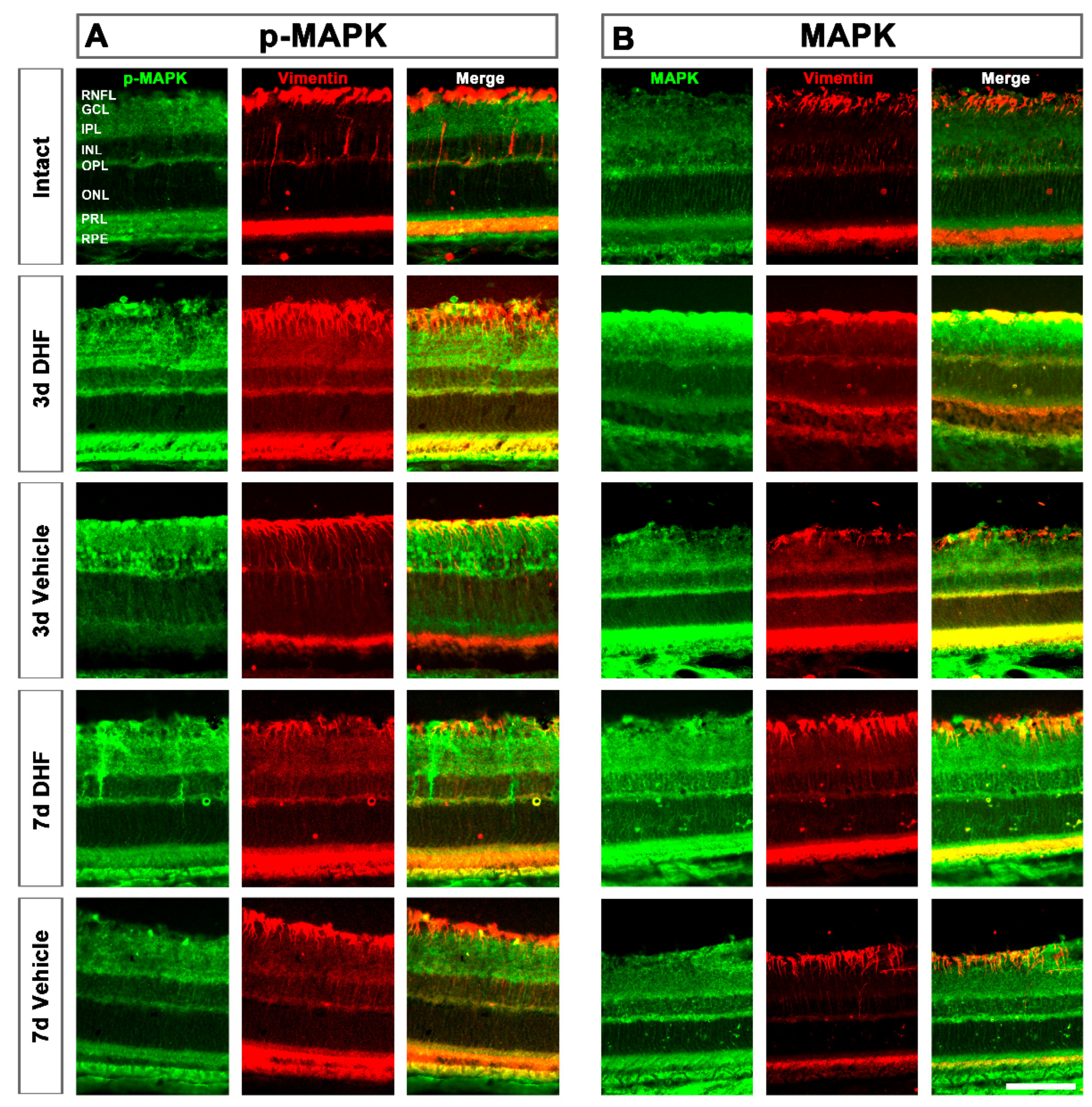 Ijms 22 10896 g002 Ijms 22 10896 g002