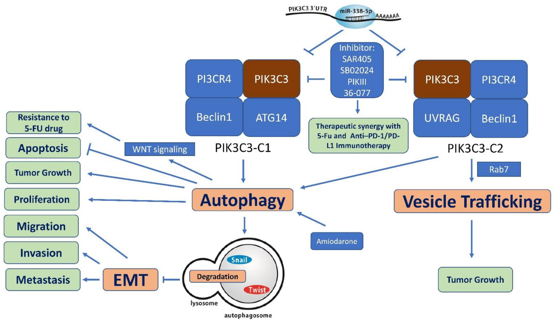 Ijms 22 10964 g003 Ijms 22 10964 g003