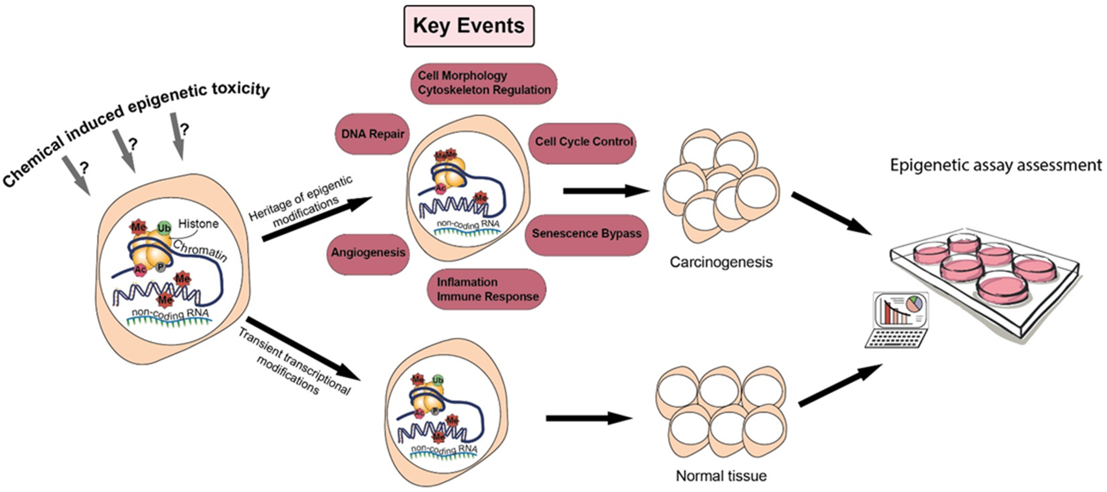 IJMS | Free Full-Text | Integration of Epigenetic Mechanisms into  Non-Genotoxic Carcinogenicity Hazard Assessment: Focus on DNA Methylation  and Histone Modifications