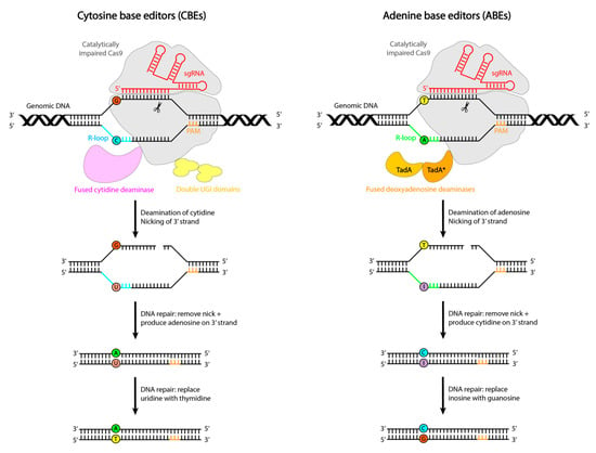 Base editing: advances and therapeutic opportunities