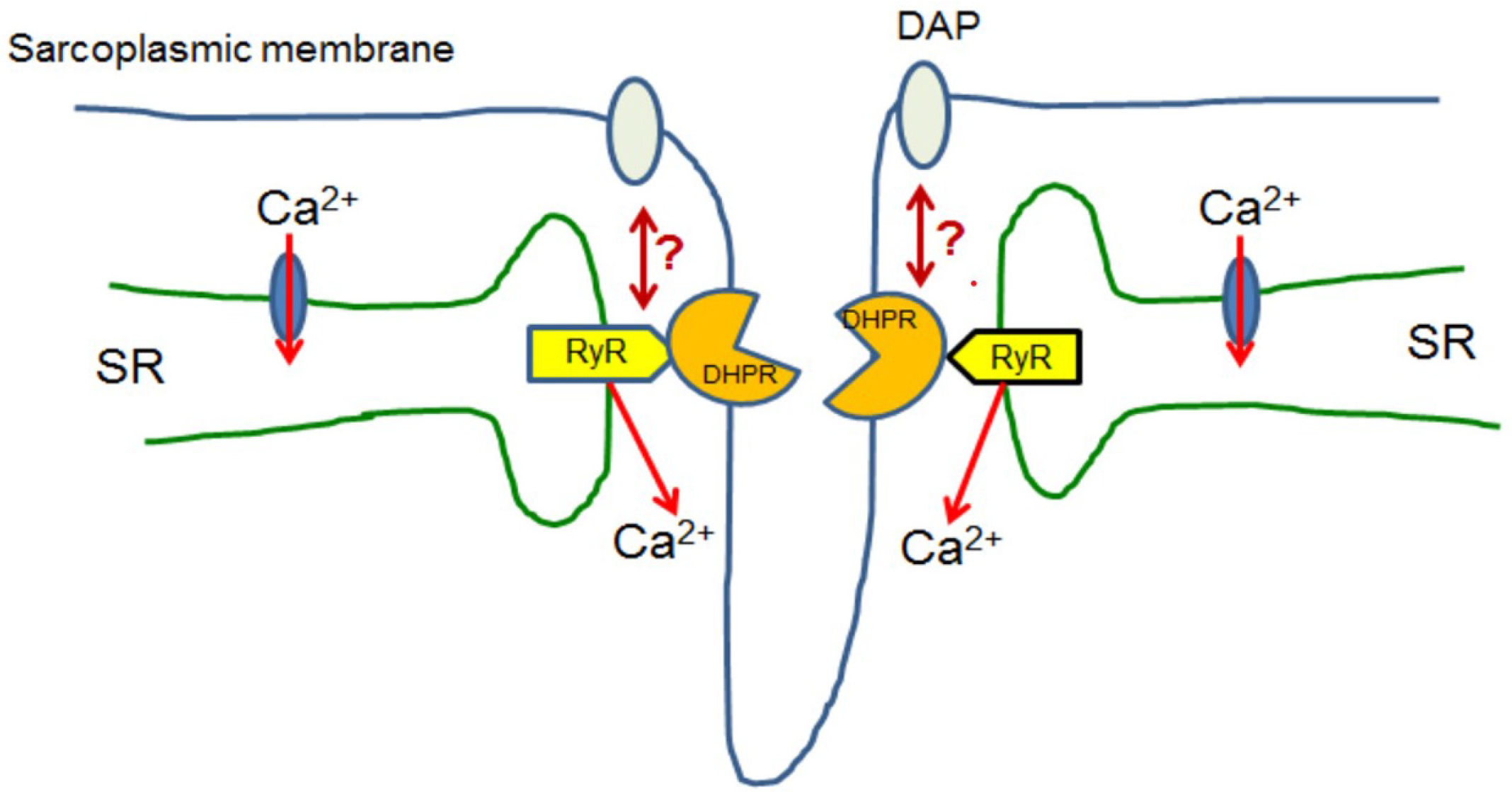 DAP is not an NMD inhibitor and is not toxic a Ratio of the level