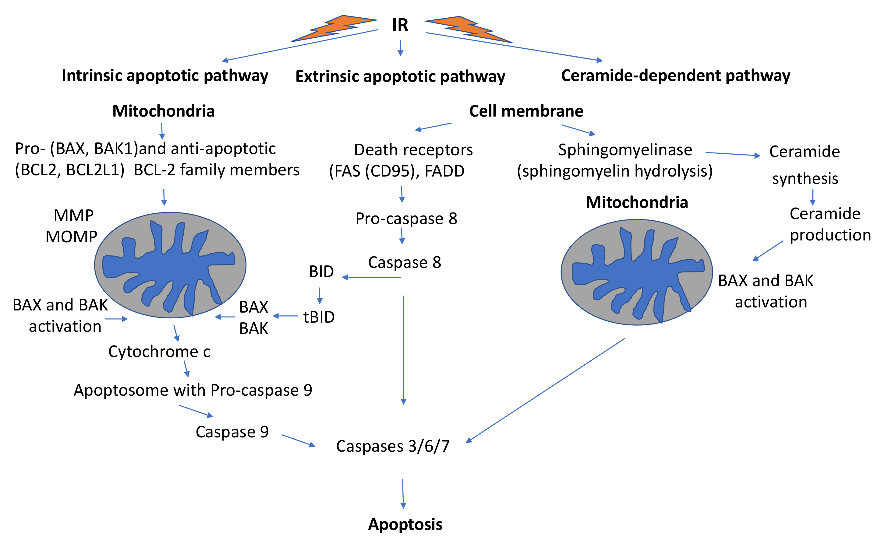 IJMS | Free Full-Text | Role of Mitochondria in Radiation Responses:  Epigenetic, Metabolic, and Signaling Impacts
