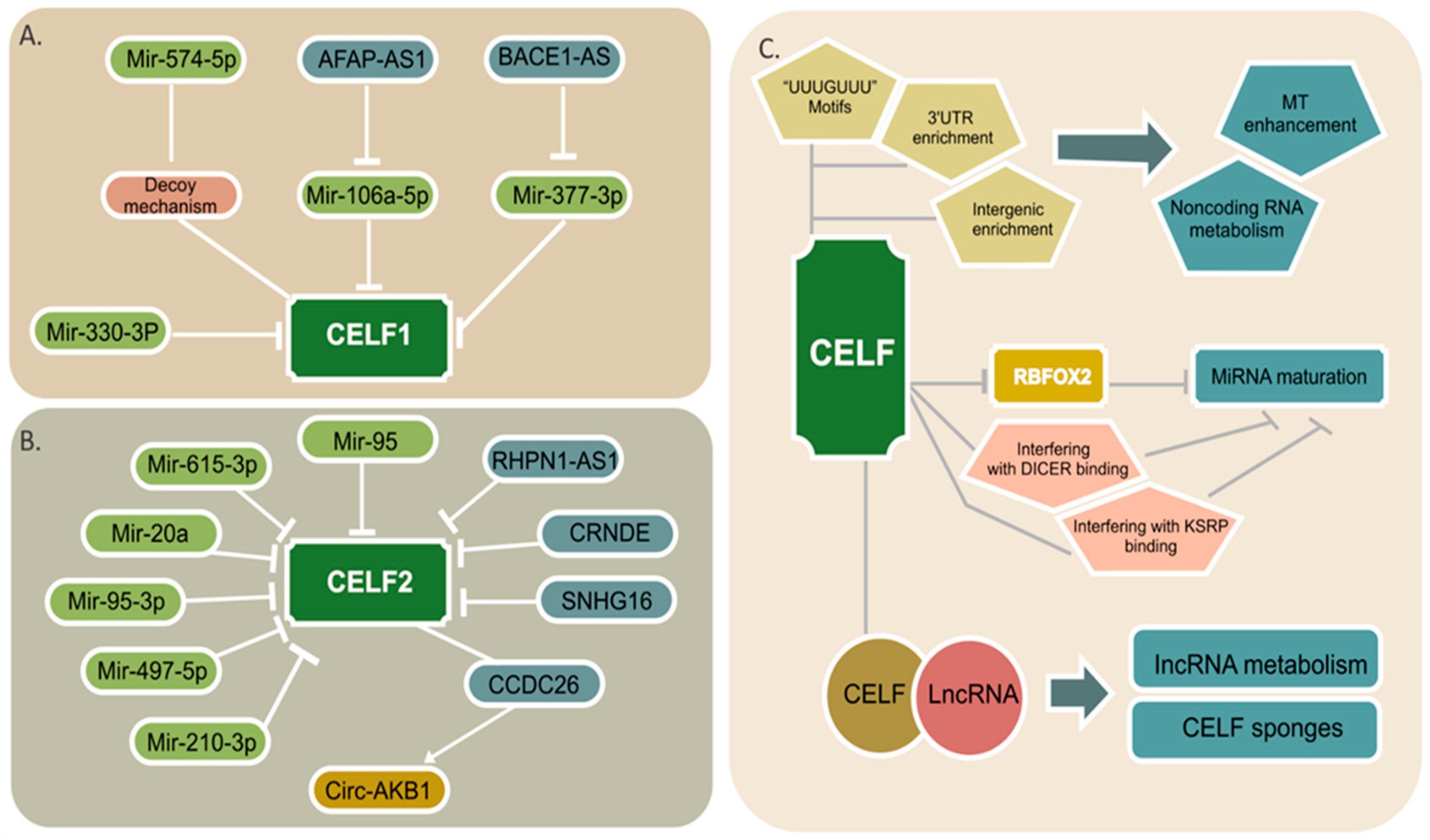 PDF) Translational derepression of Elavl4 isoforms at their alternative 5′  UTRs determines neuronal development