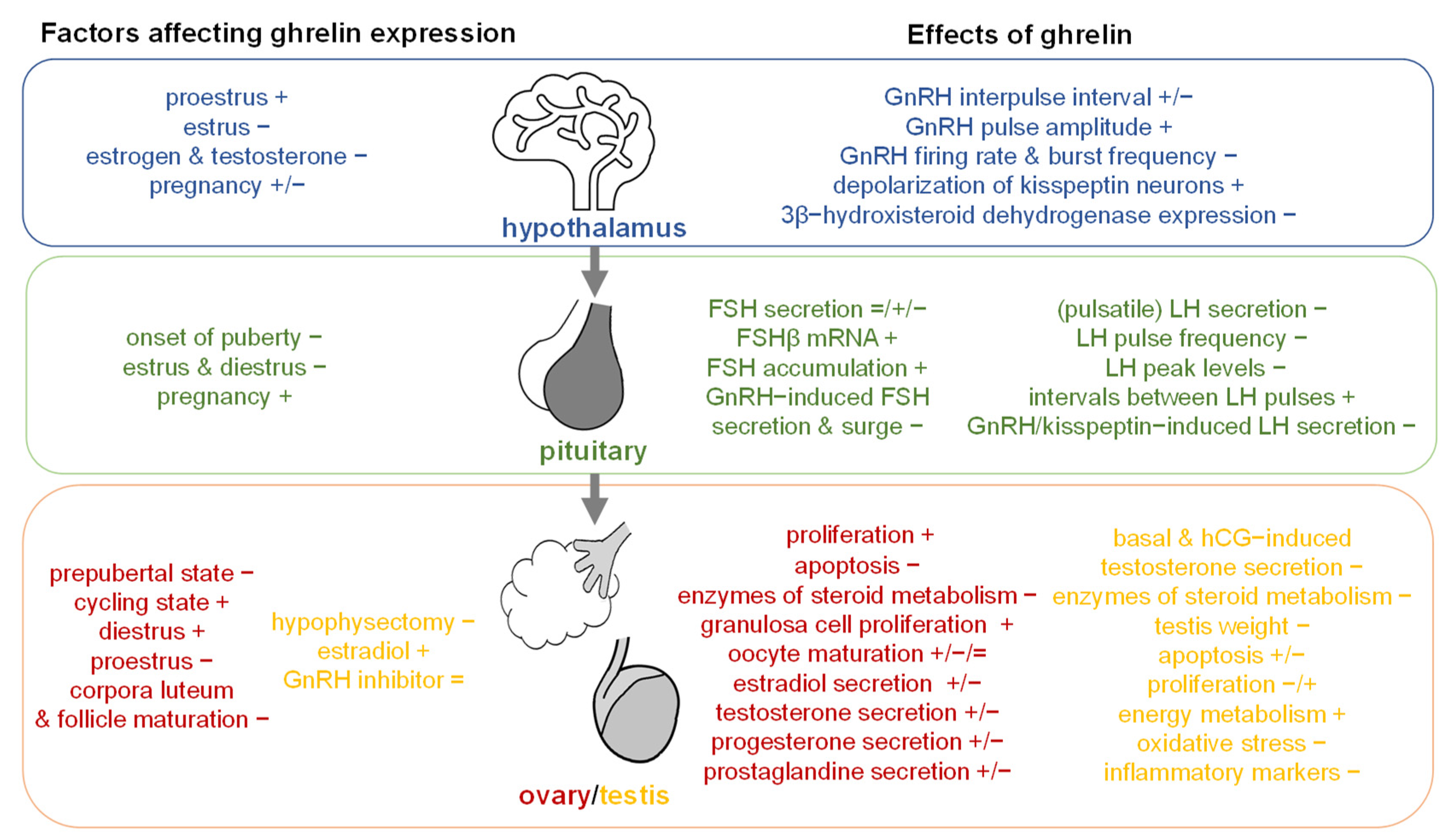 IJMS | Free Full-Text | The Role of the Gastric Hormones Ghrelin and  Nesfatin-1 in Reproduction