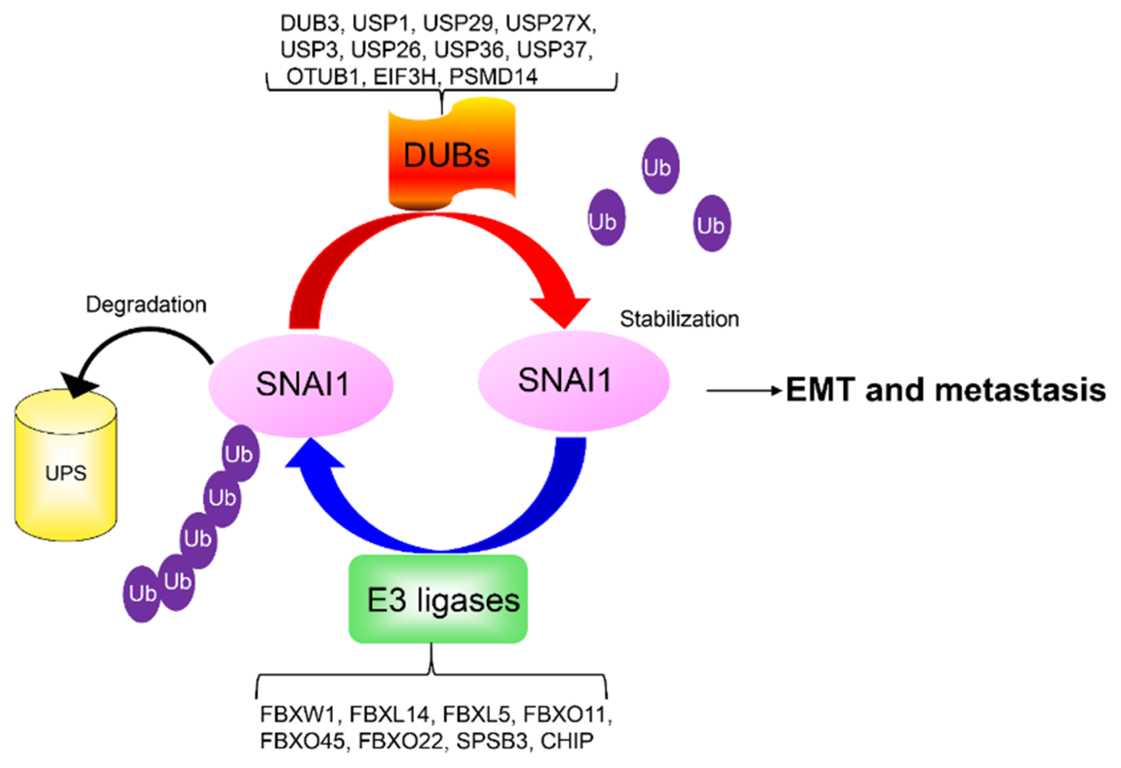 Ijms 22 11062 g002 Ijms 22 11062 g002
