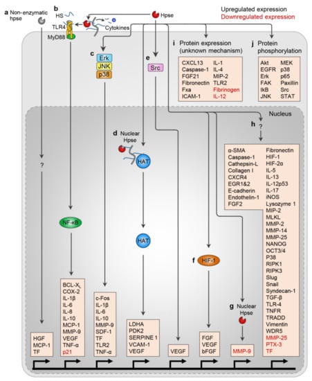 IJMS | Free Full-Text | The Heparanase Regulatory Network in 