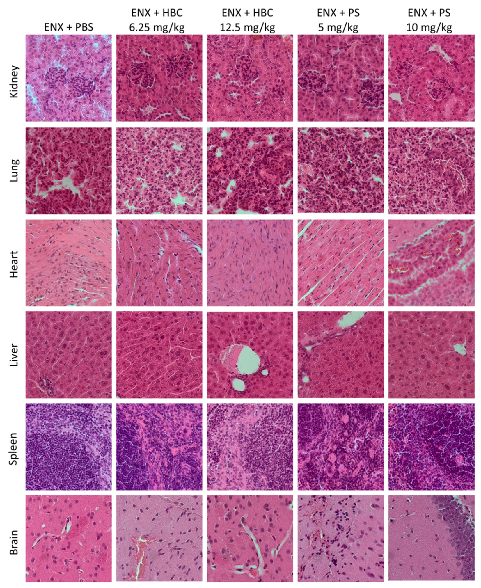 Ijms 22 11149 g004 Ijms 22 11149 g004