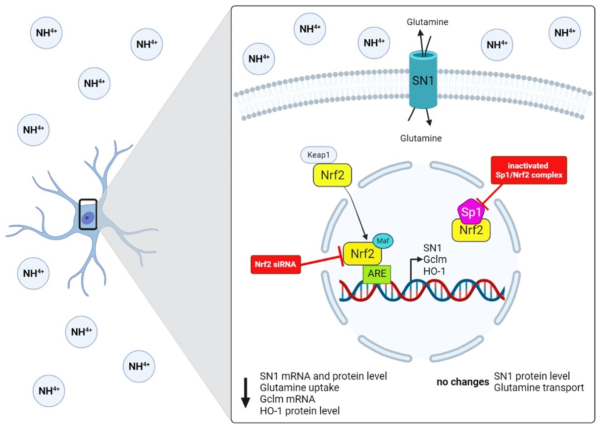 IJMS | Free Full-Text | The Role Of Nrf2 Transcription Factor And Sp1 ...