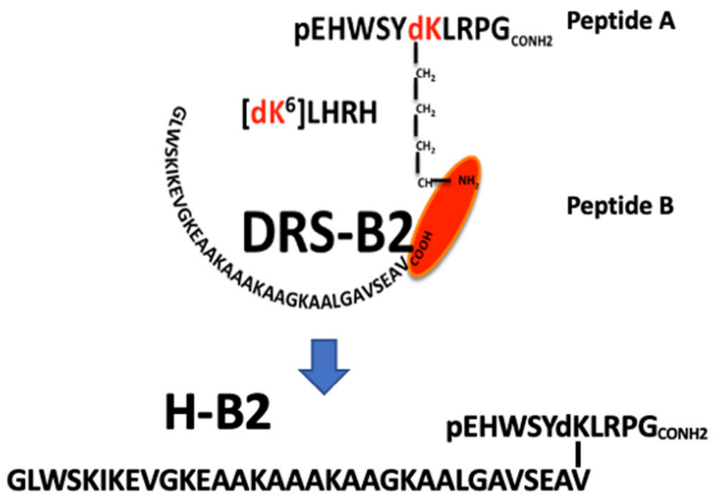 IJMS | Free Full-Text | Antitumor Activity and Mechanism of Action of  Hormonotoxin, an LHRH Analog Conjugated to Dermaseptin-B2, a  Multifunctional Antimicrobial Peptide