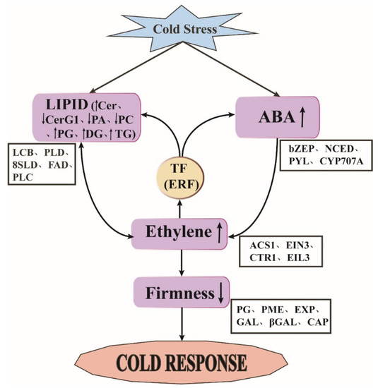 Transcriptomic and Metabolic Analyses Provide New Insights into the Apple  Fruit Quality Decline during Long-Term Cold Storage