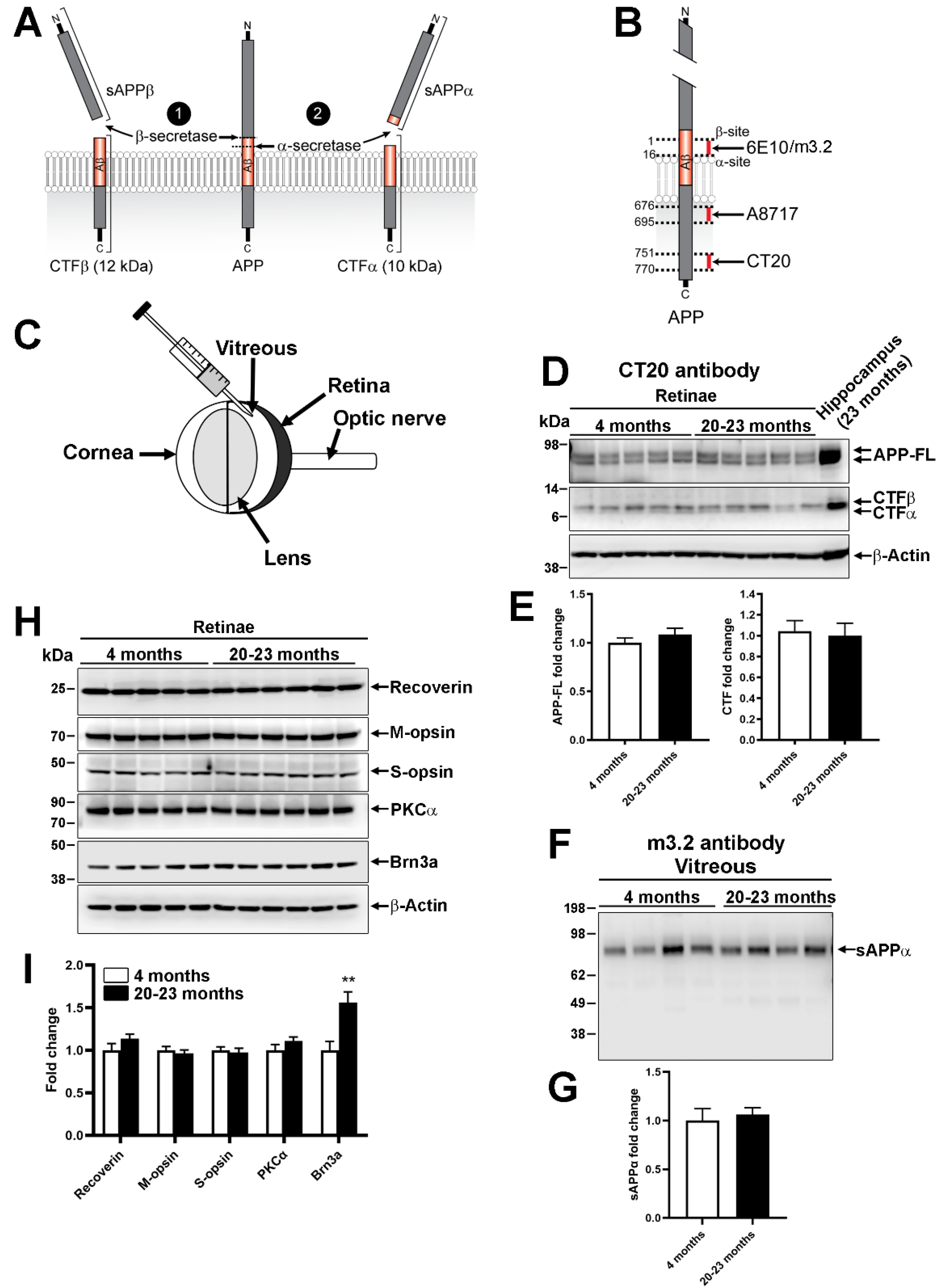 Ijms 22 11344 g002 Ijms 22 11344 g002
