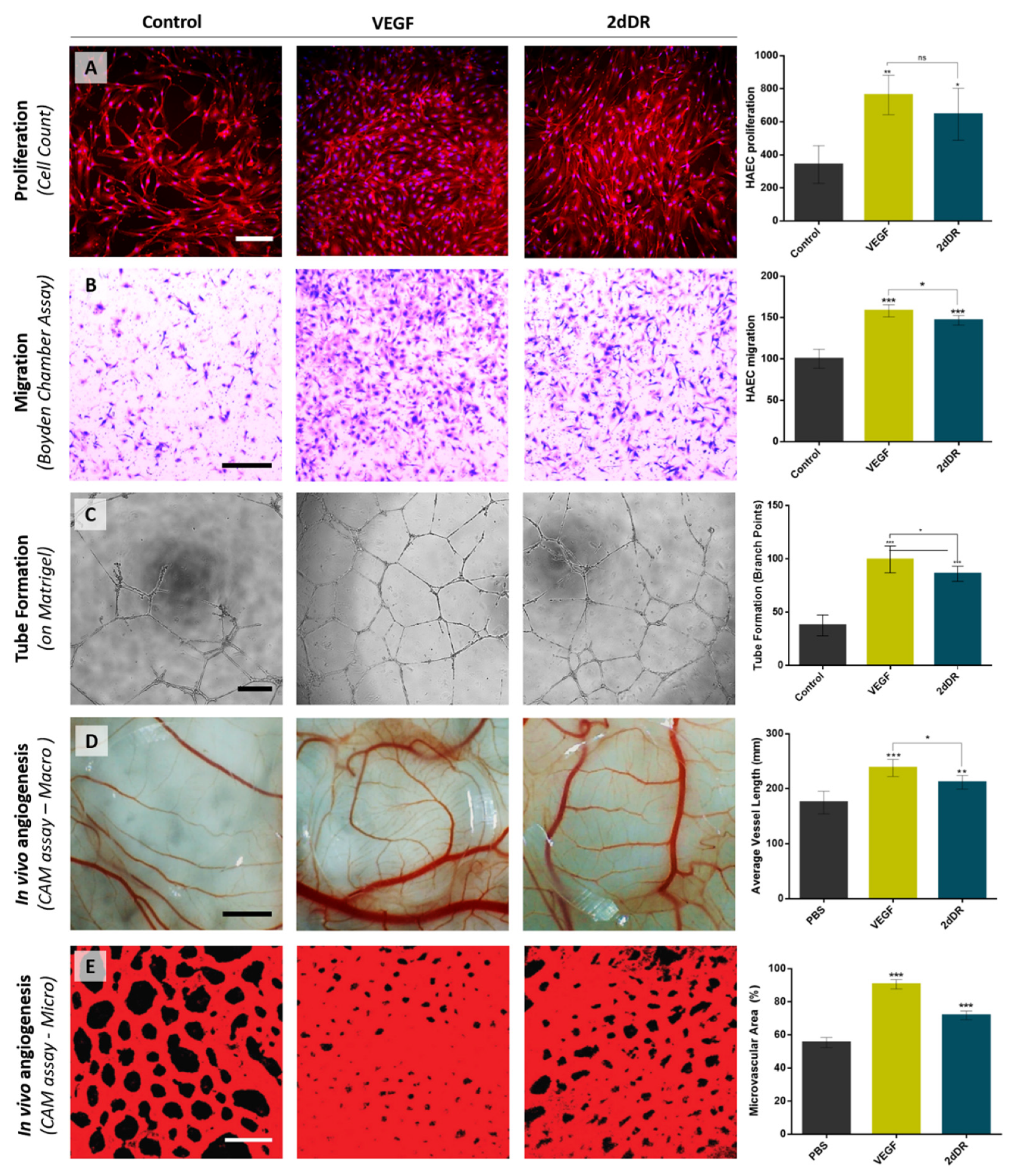 Ijms 22 11437 g005 Ijms 22 11437 g005