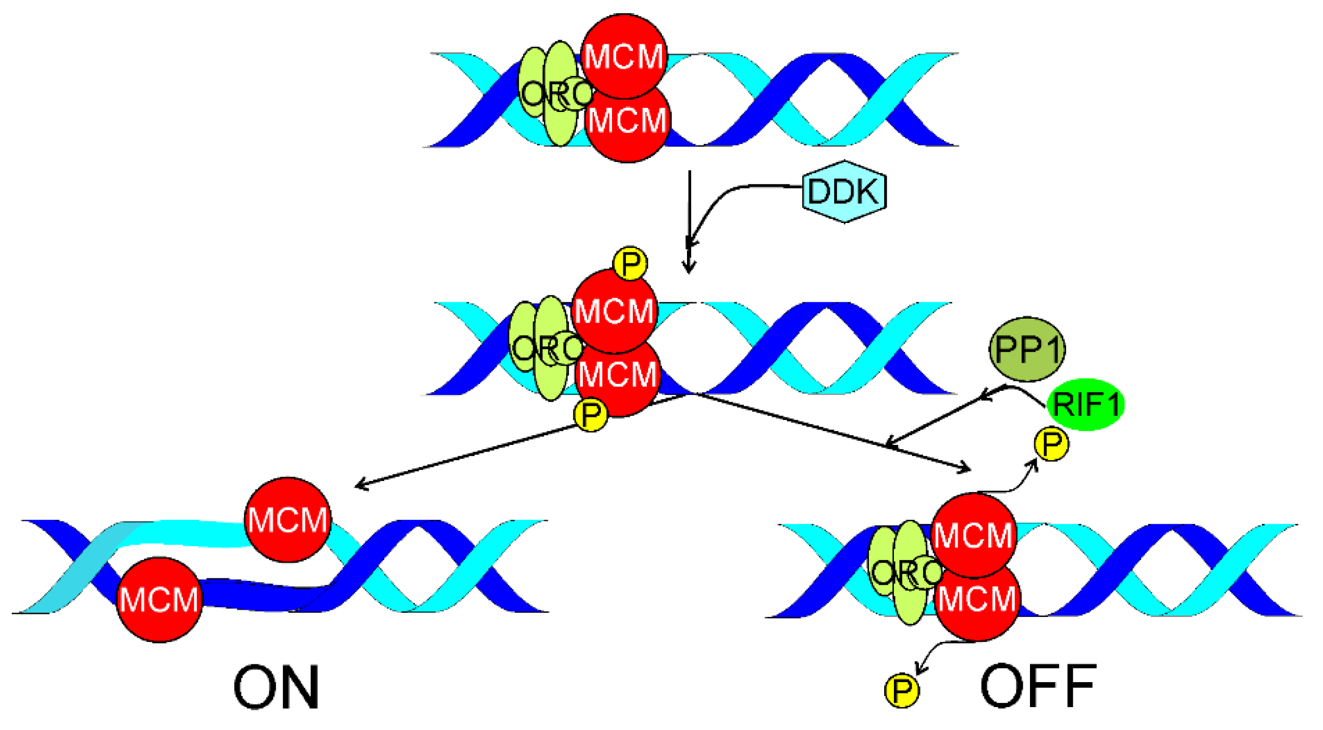 IJMS | Free Full-Text | RIF1 Links Replication Timing with Fork  Reactivation and DNA Double-Strand Break Repair | HTML