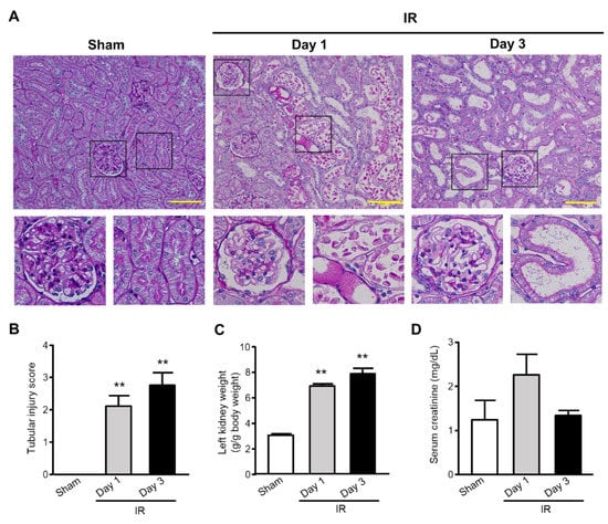 Kidney immunofluorescence staining for the renal injury marker