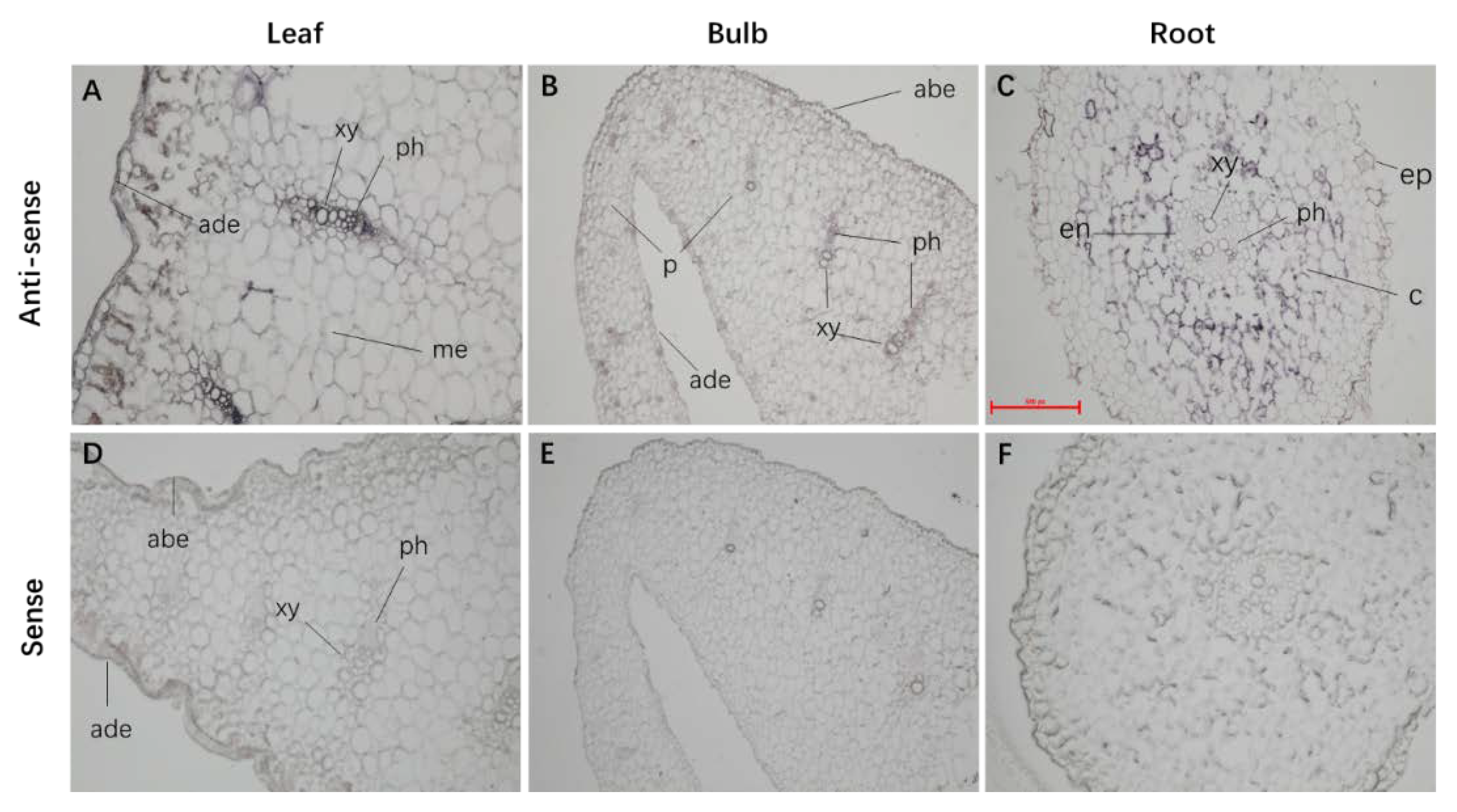 IJMS | Free Full-Text | An ATP-Binding Cassette Transporter 