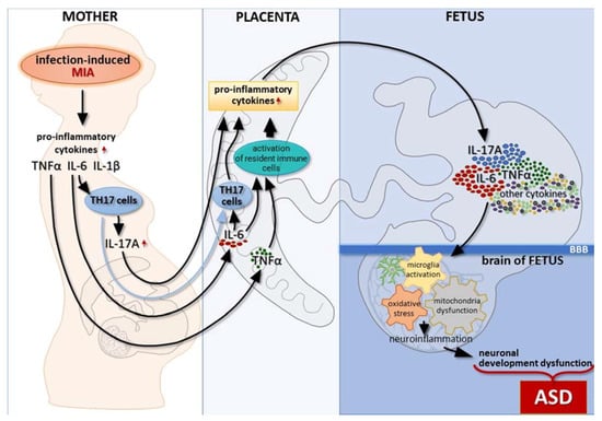 Ijms Free Full Text The Role Of Maternal Immune Activation In The Pathogenesis Of Autism A 1239