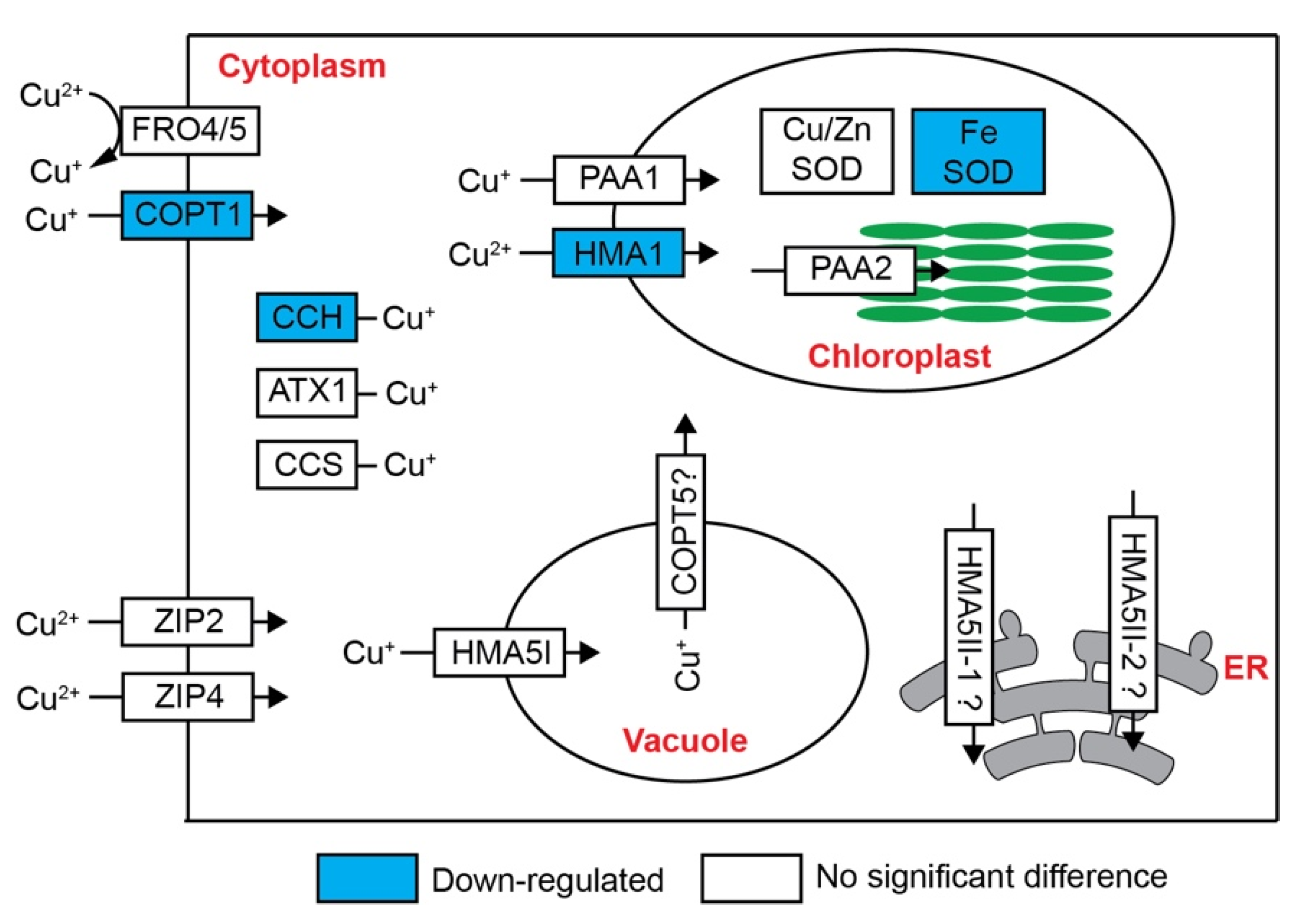 Ijms 22 11604 g004 Ijms 22 11604 g004