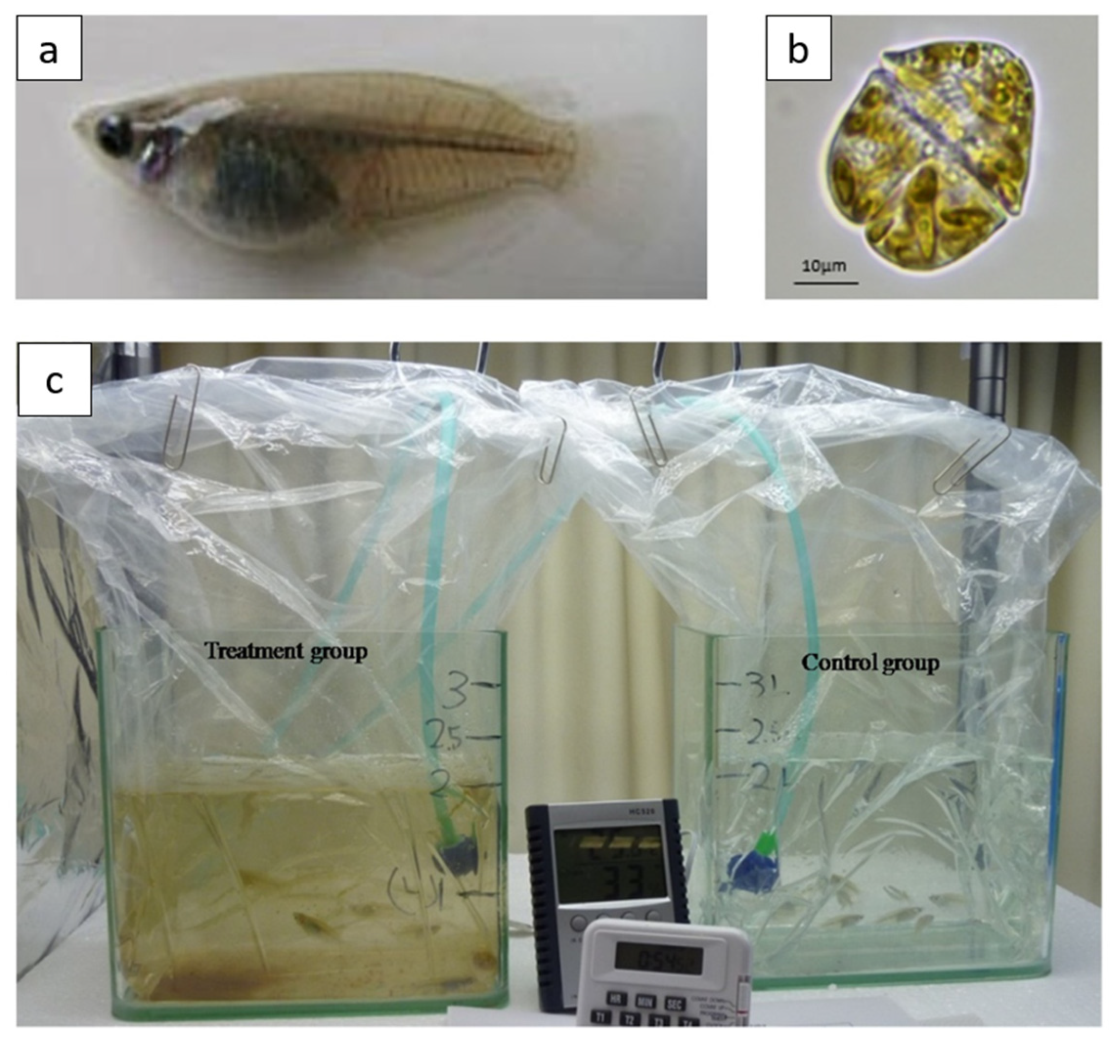 IJMS | Free Full-Text | Proteome Analysis of Whole-Body Responses in Medaka  Experimentally Exposed to Fish-Killing Dinoflagellate Karenia mikimotoi |  HTML