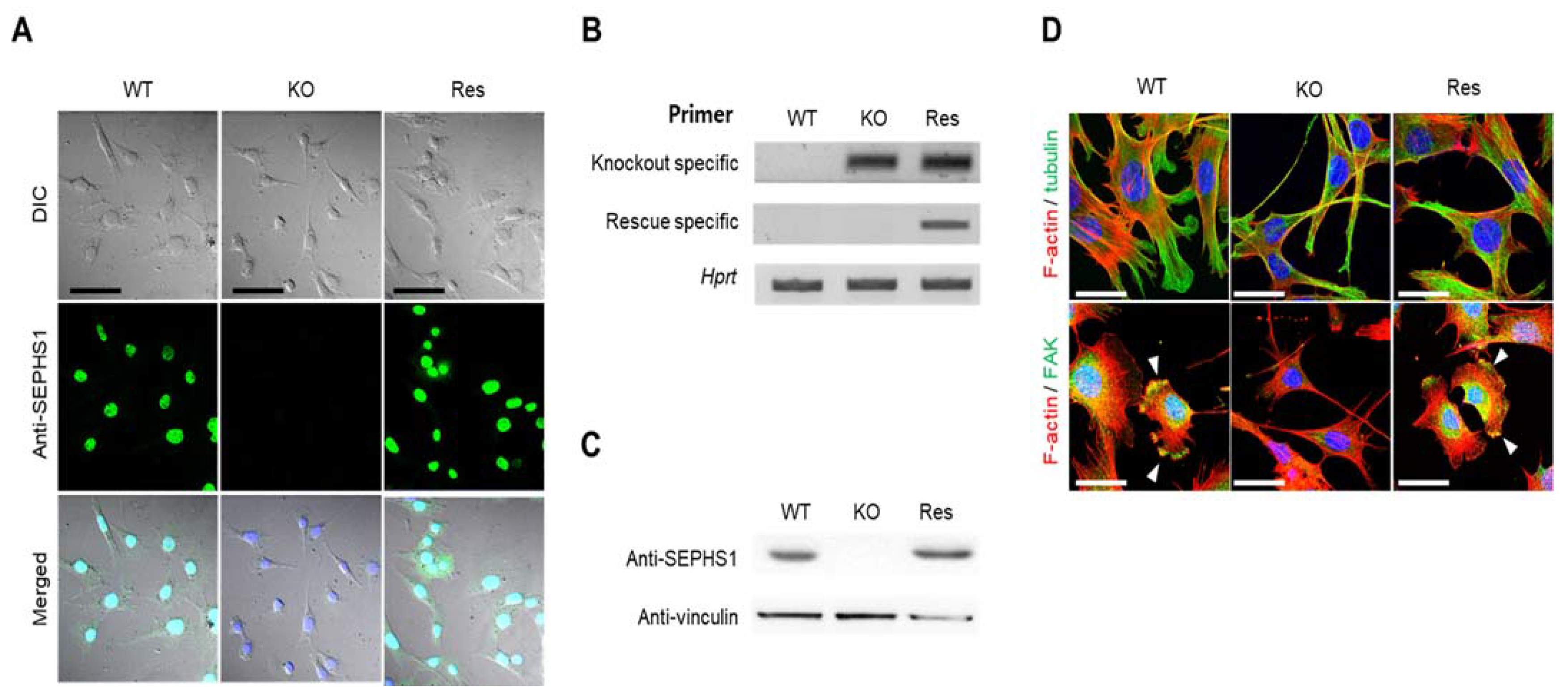 Ijms 22 11646 g001 Ijms 22 11646 g001