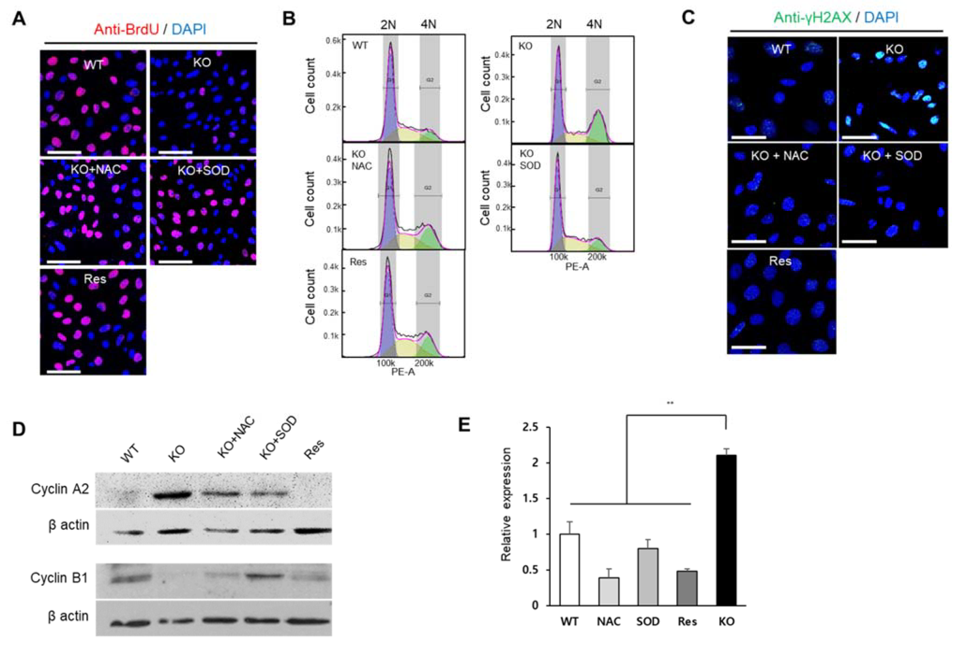 Ijms 22 11646 g005 Ijms 22 11646 g005