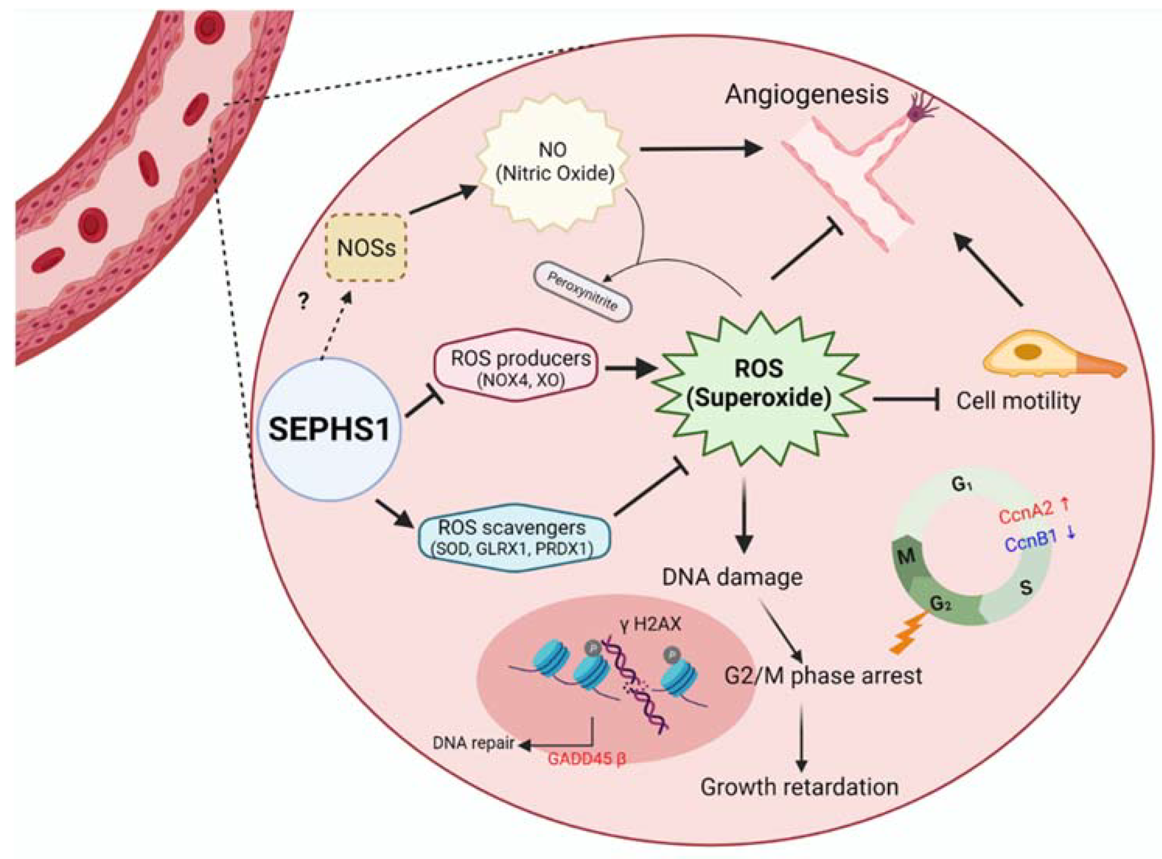 Ijms 22 11646 g007 Ijms 22 11646 g007