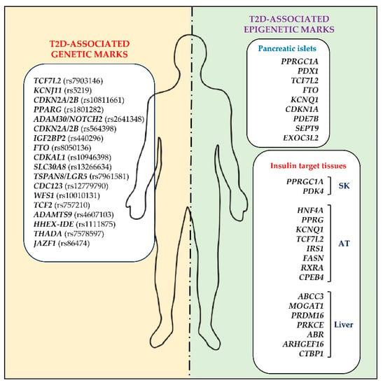 IJMS | Free Full-Text | DNA Methylation and Type 2 Diabetes: Novel 