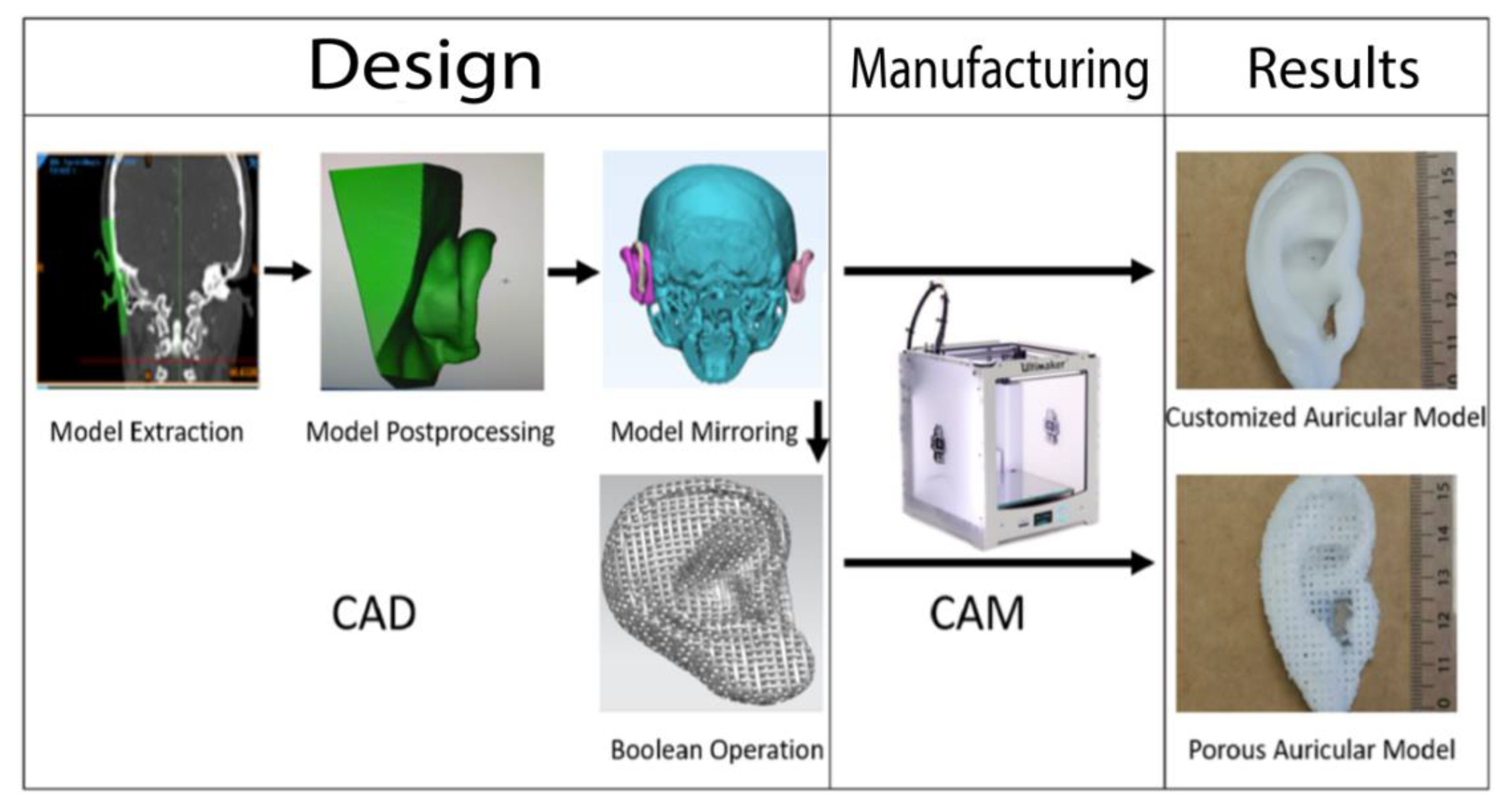 IJMS | Free Full-Text | Evaluation of the Usability of a Low-Cost 3D  Printer in a Tissue Engineering Approach for External Ear Reconstruction
