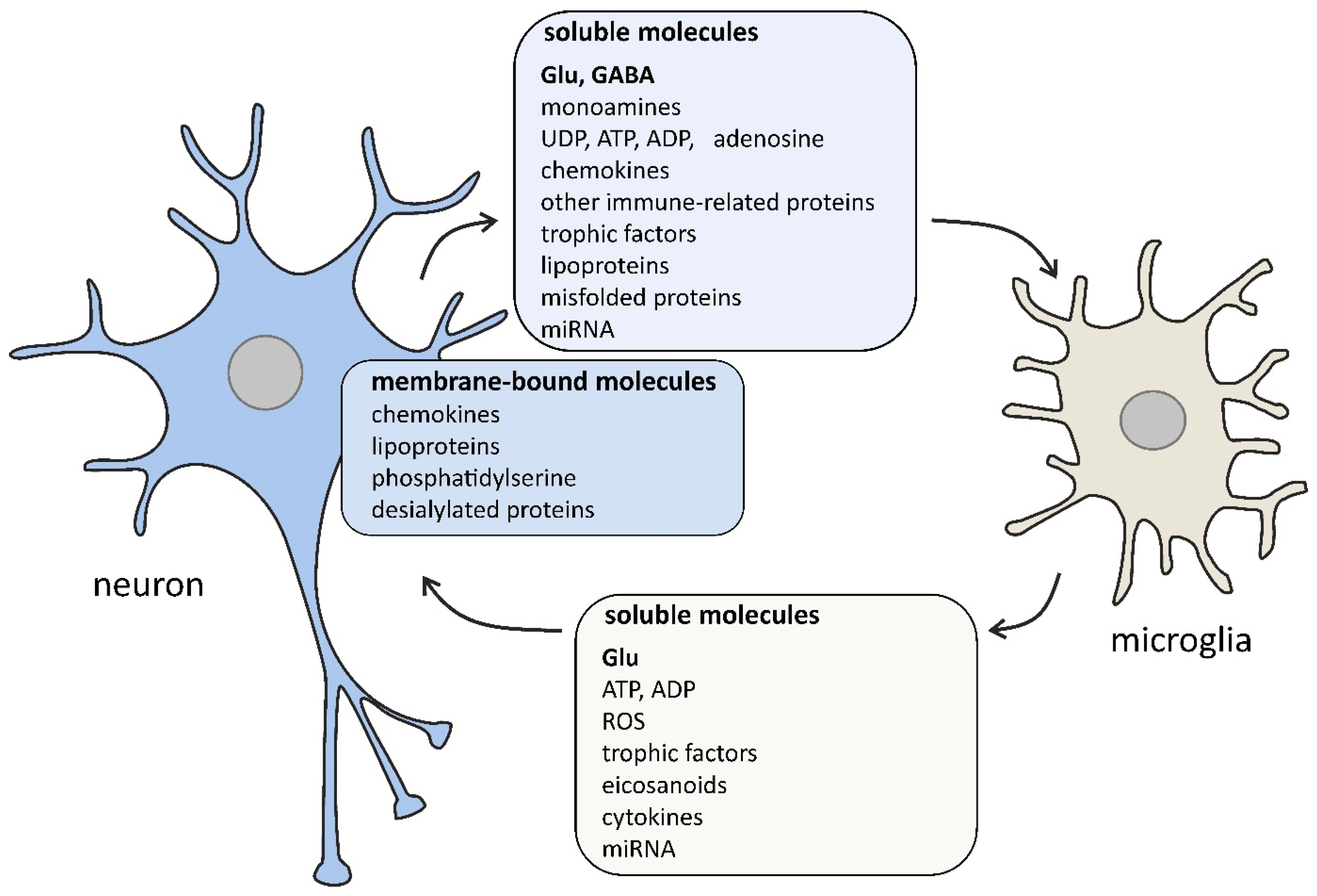 IJMS | Free Full-Text | Glutamate and GABA in Microglia-Neuron Cross-Talk  in Alzheimer's Disease